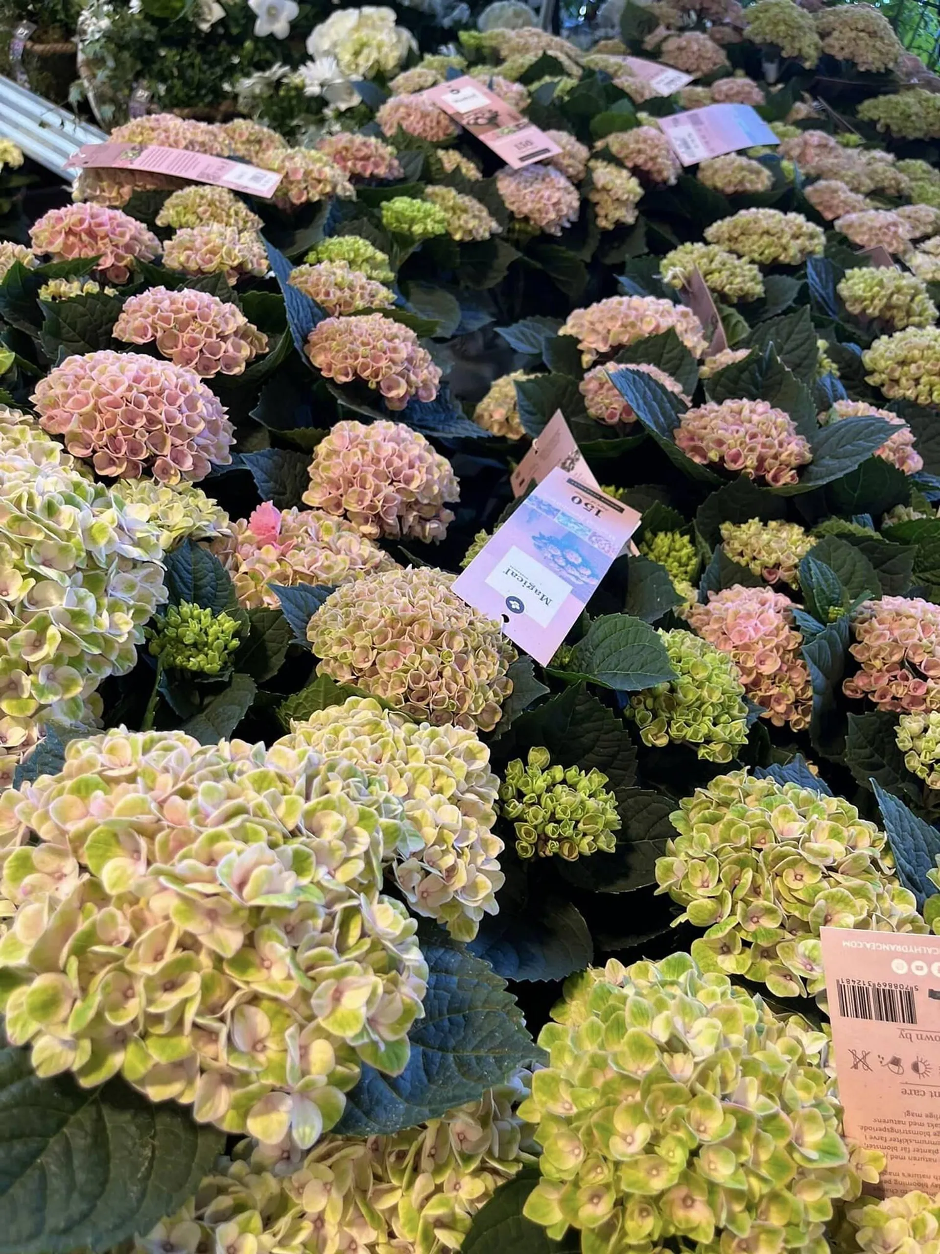Blumen B&B Flugblatt von 24. Mai bis 13. Juni 2024 - Flugblätt seite  8
