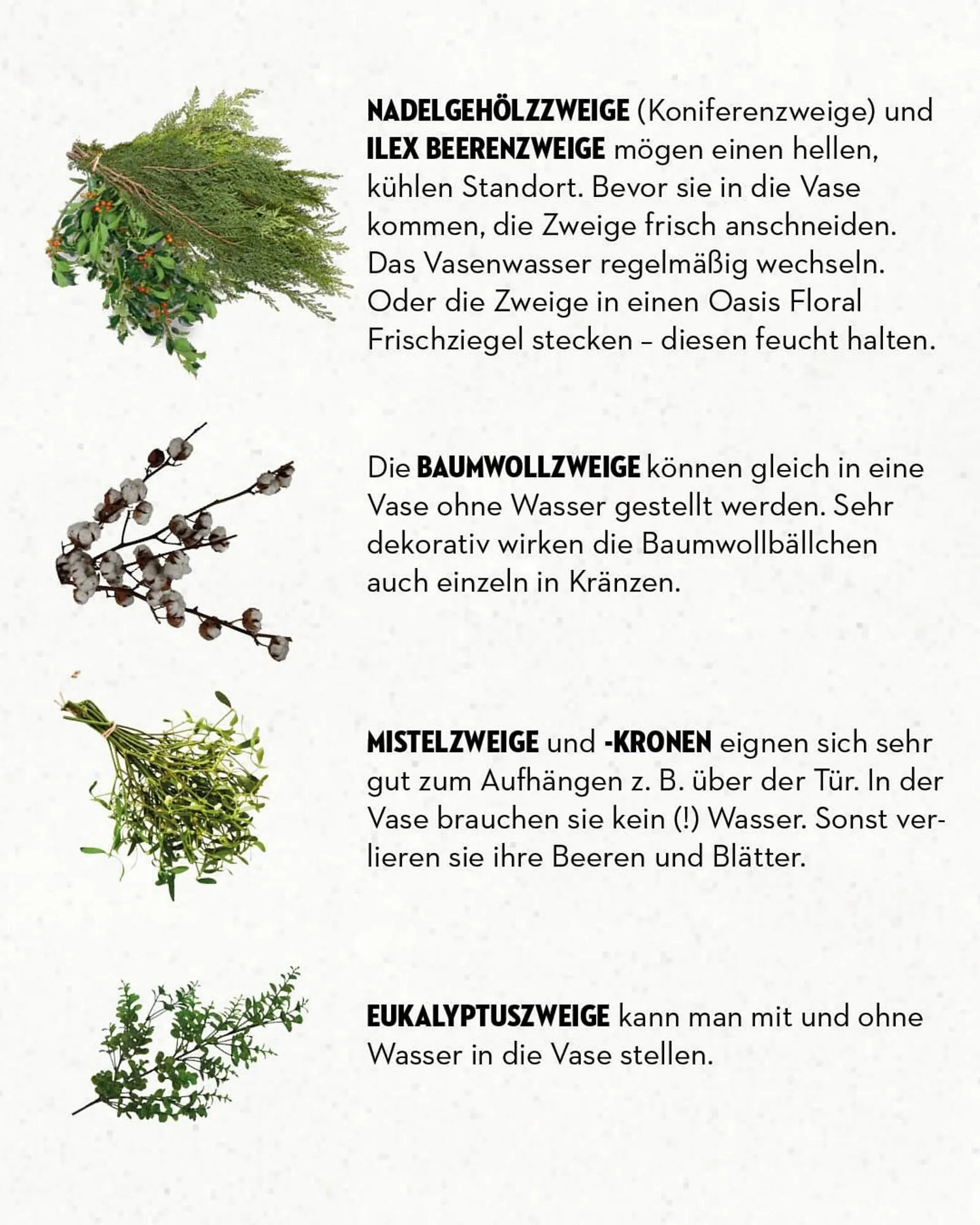Bellaflora Flugblatt von 10. November bis 17. November 2024 - Flugblätt seite  2