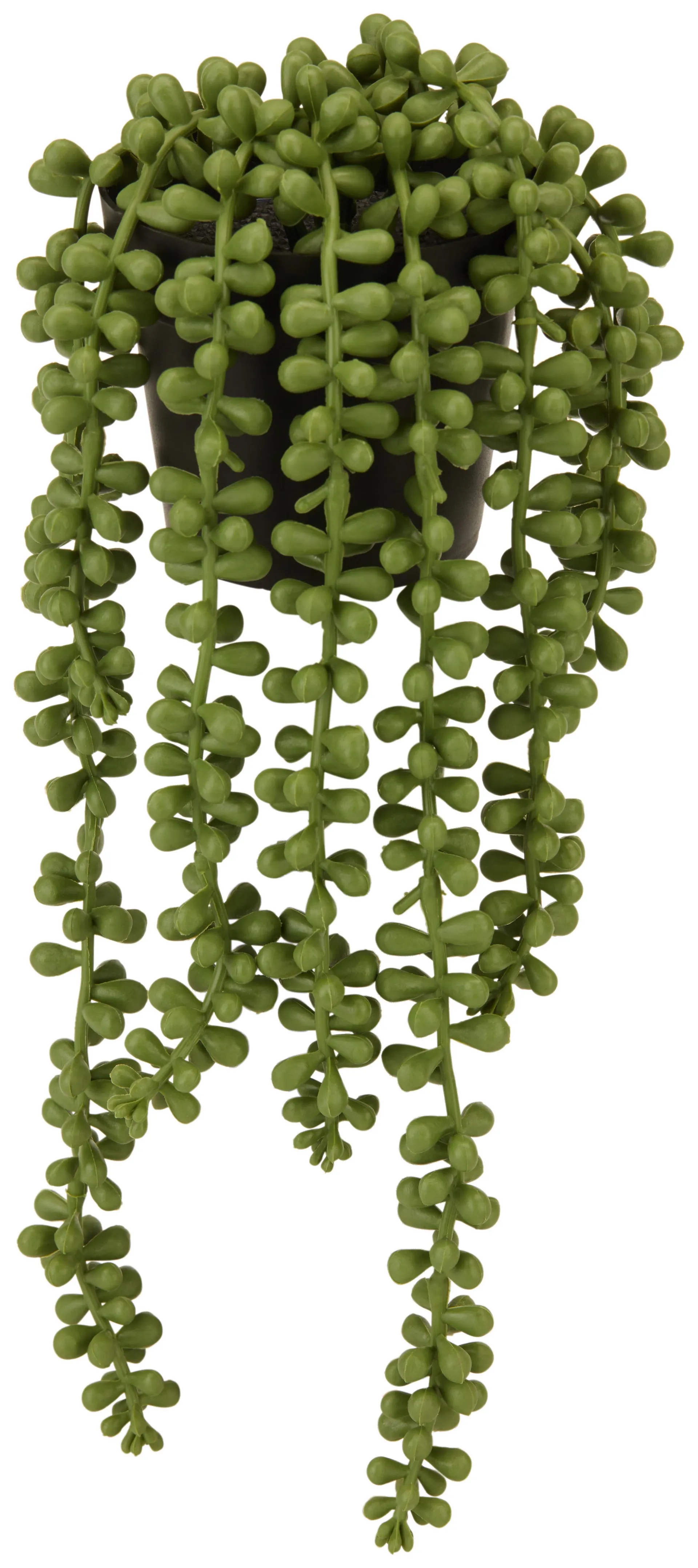 Sedumhänger Grün L: 34 cm, Casimir