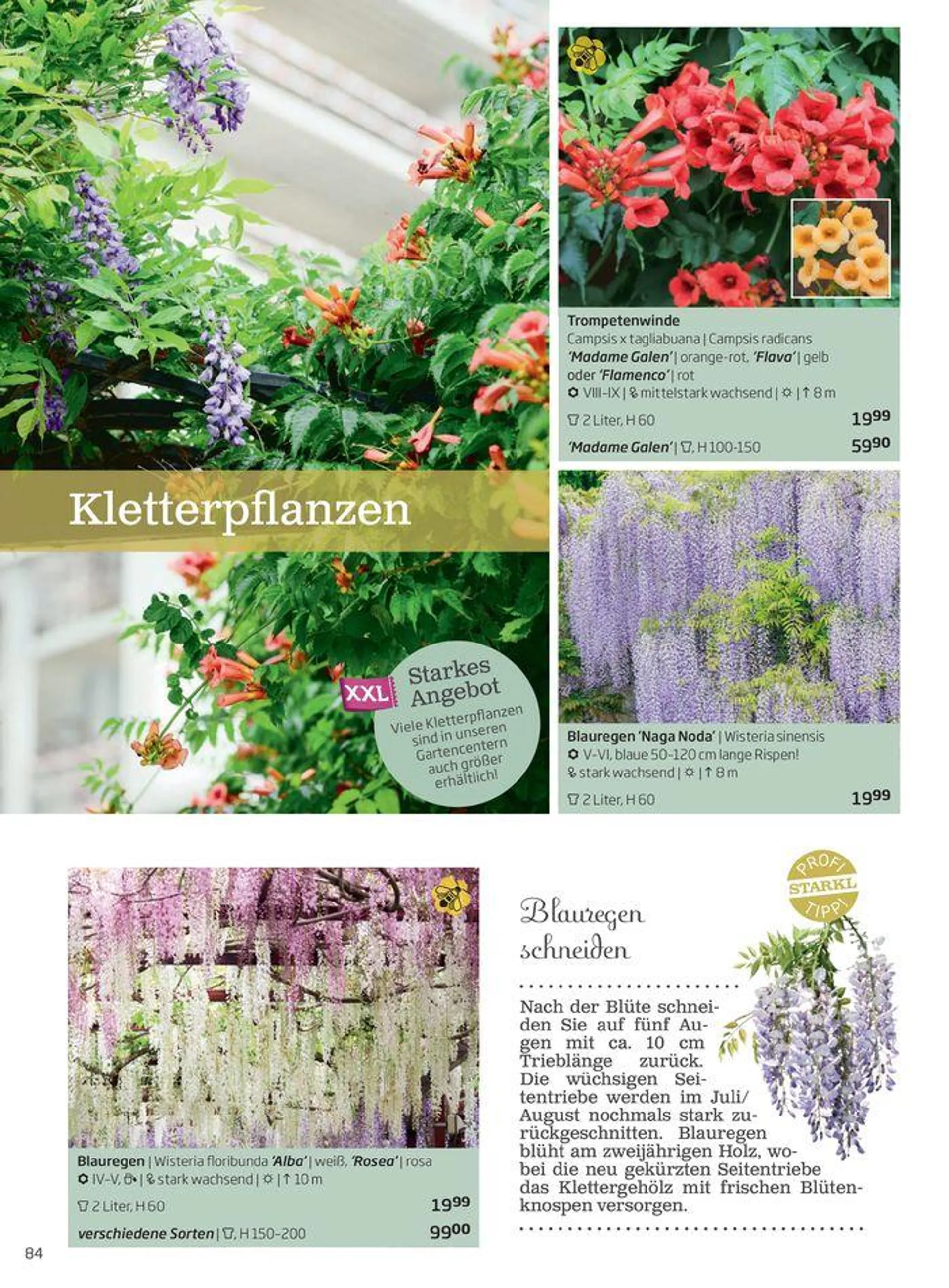 Gartencenter Jahreskatalog 2024 - 84