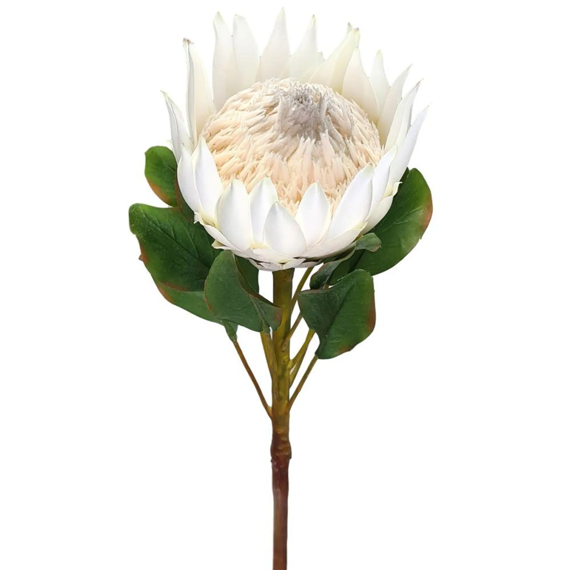 Protea King 71cm White