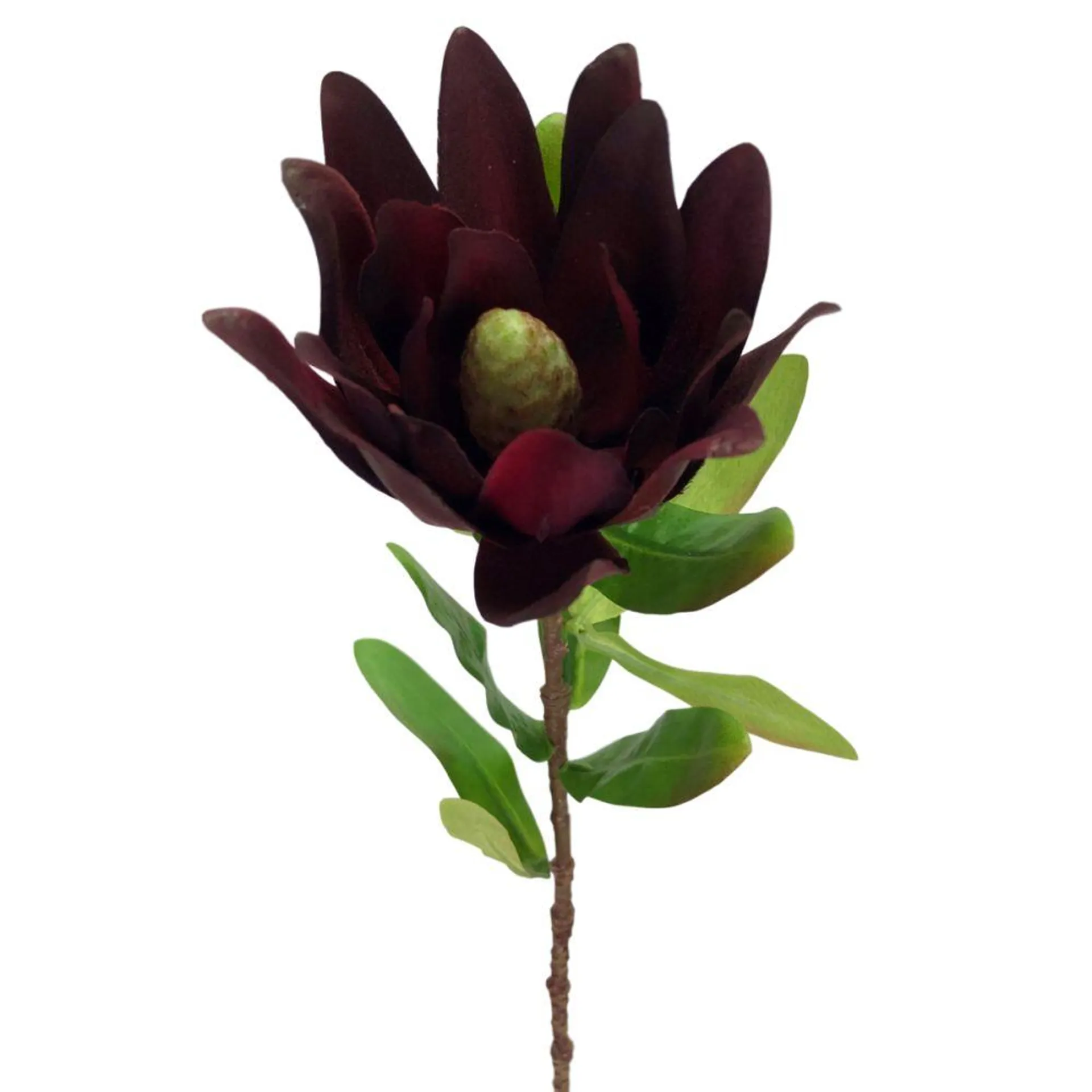 Leucadendron Spray 57.5cm