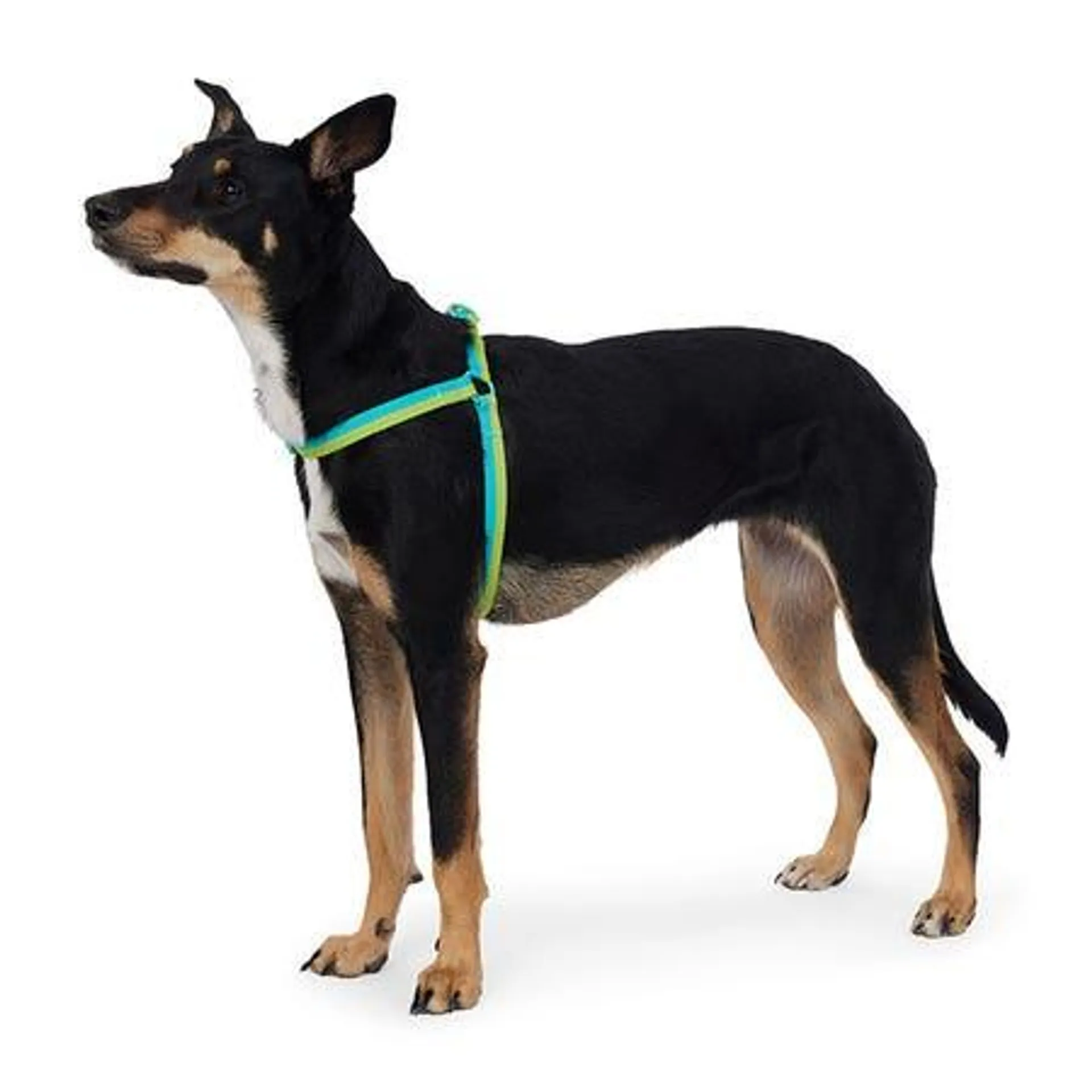 Juni Duo Step In Dog Harness Green Lime