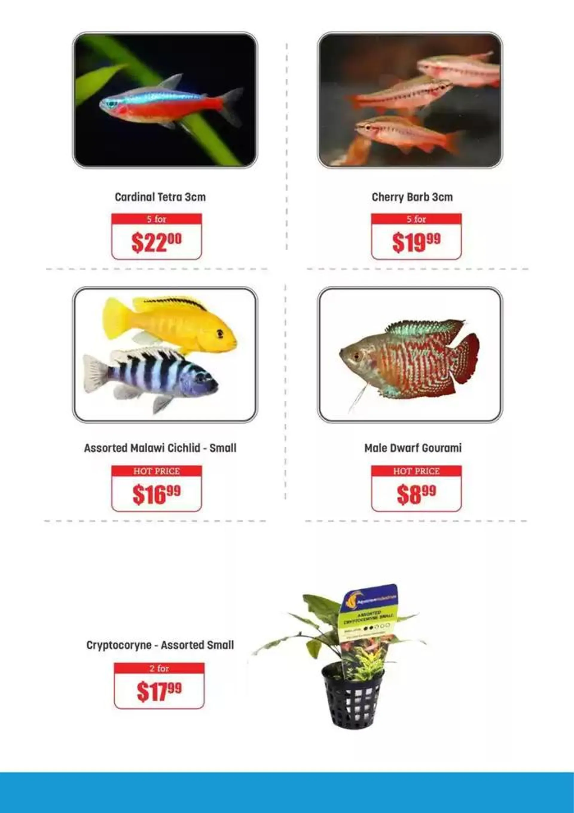 Weekly Specials - Catalogue valid from 3 January to 31 January 2025 - page 9