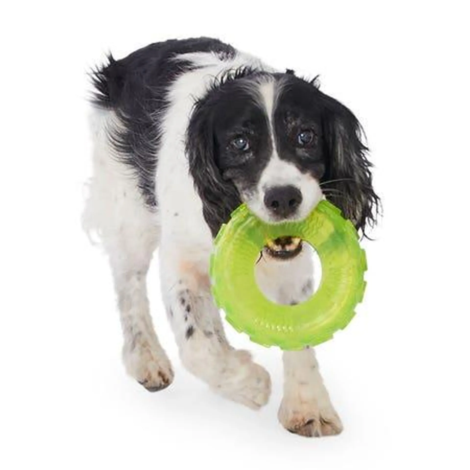 Mix Or Match 12 Translucent TPR Tyre Dog Toy Assorted