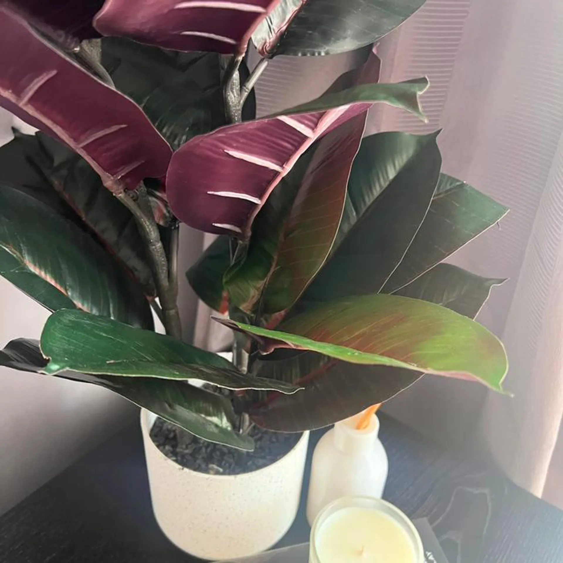 UN-REAL 70cm Artificial Burgundy Rubber Plant