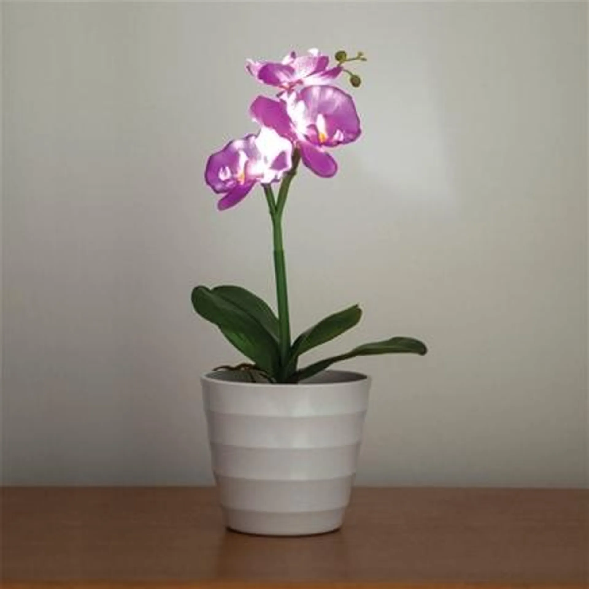 Everlasting Orchid with LED Lights - Purple