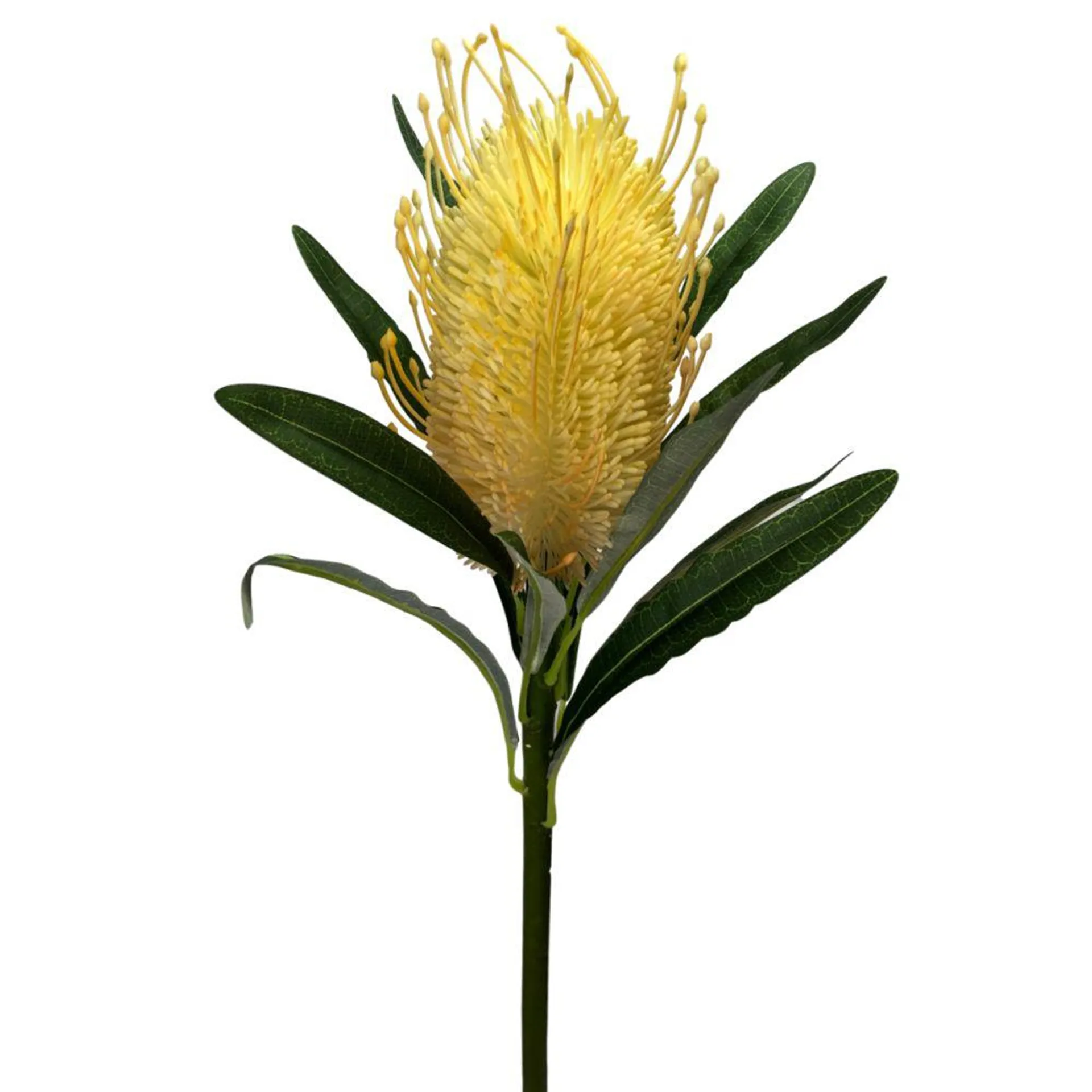 Banksia Stem 60cm