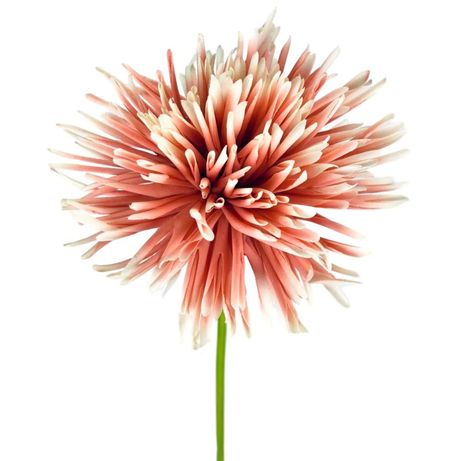 Spider Mum Stem 67.5cm