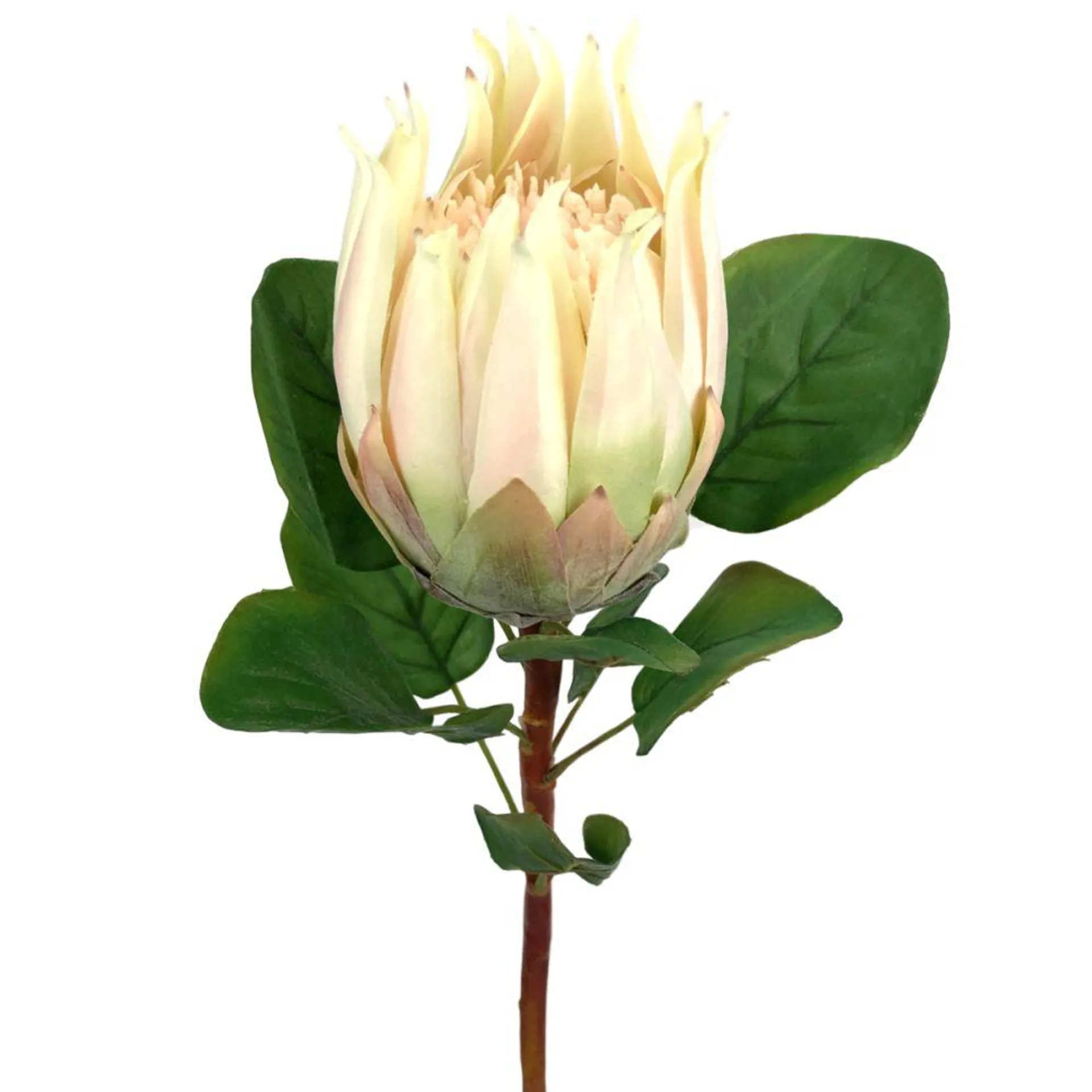 Protea 68cm