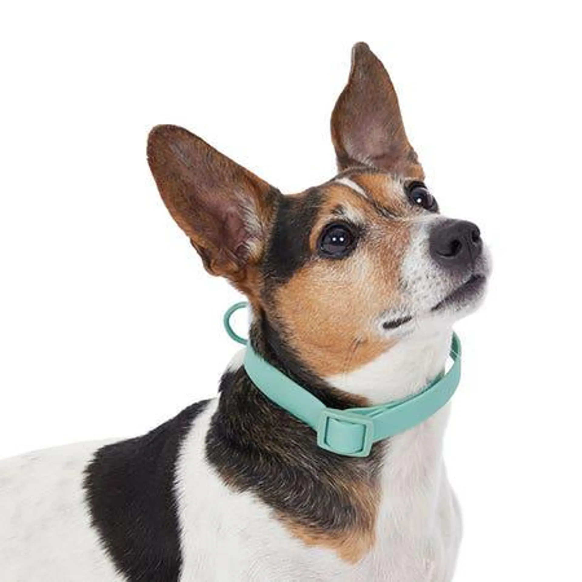 Juni Water Resistant Dog Collar Green