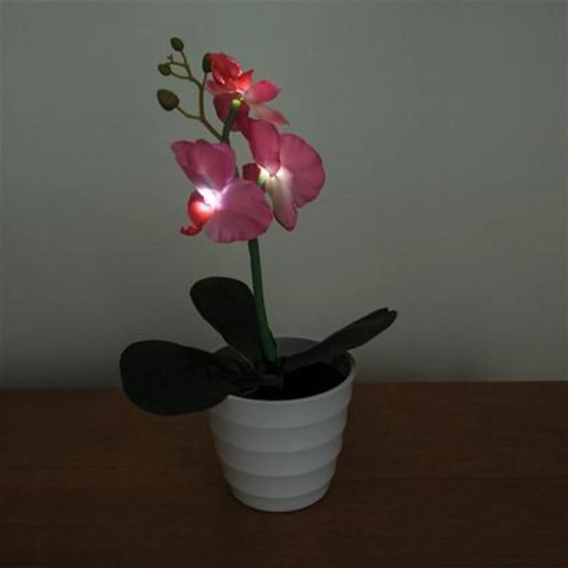 Everlasting Orchid with LED Lights - Pink