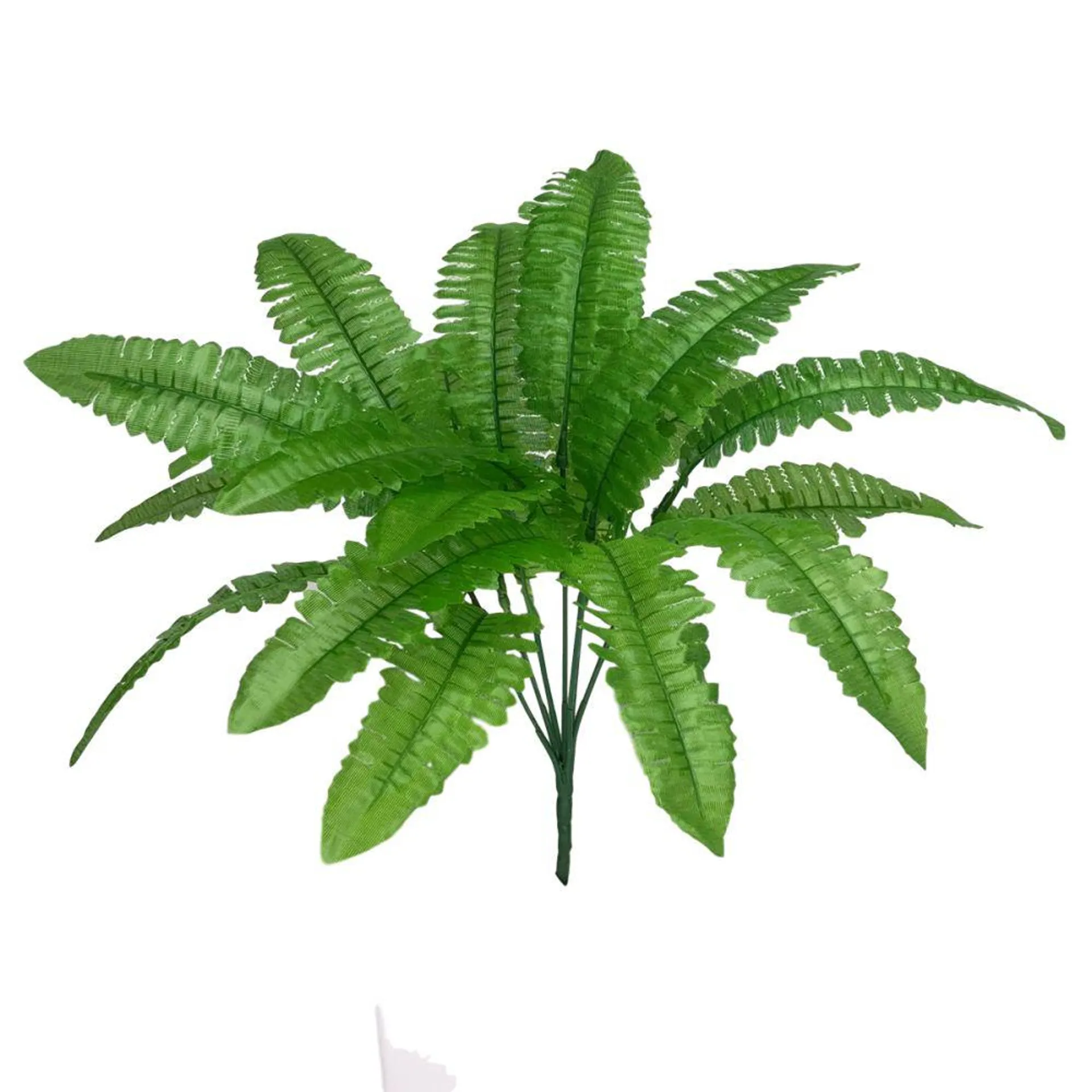 Boston Fern 41cm