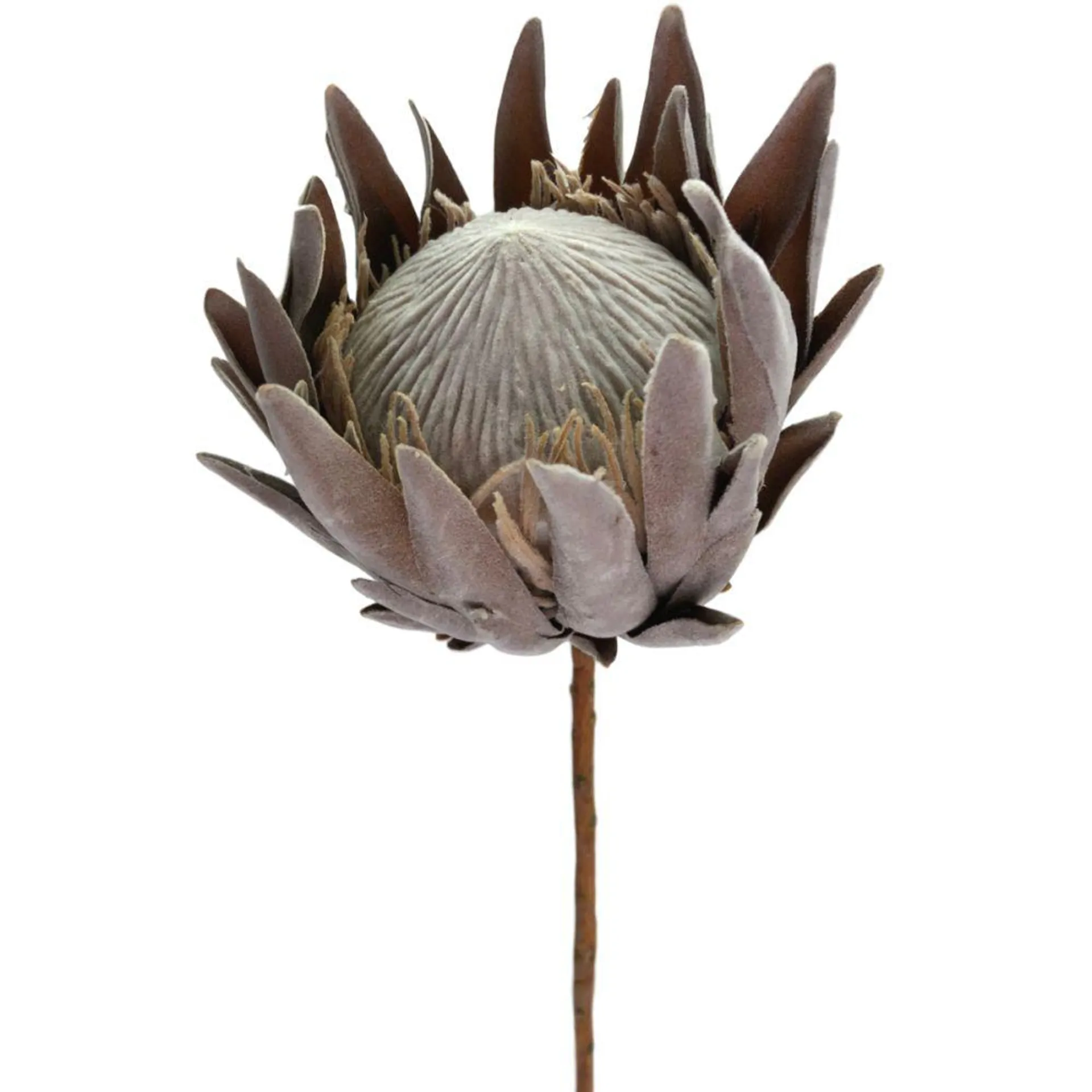 Protea King Dried Look 58cm