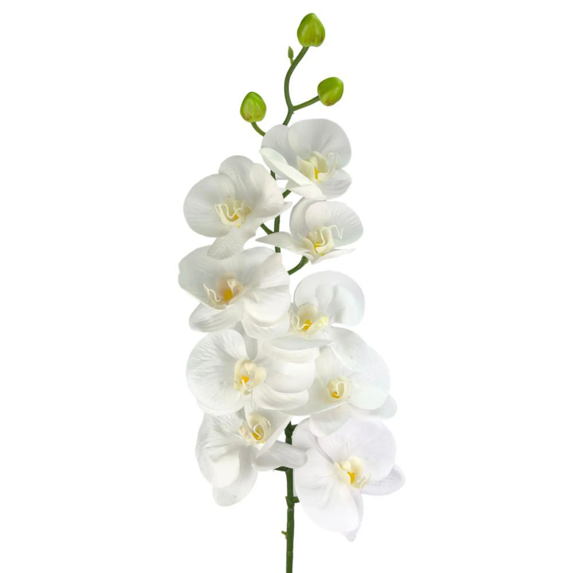 Moth Orchid 100Cm Pink/Wht