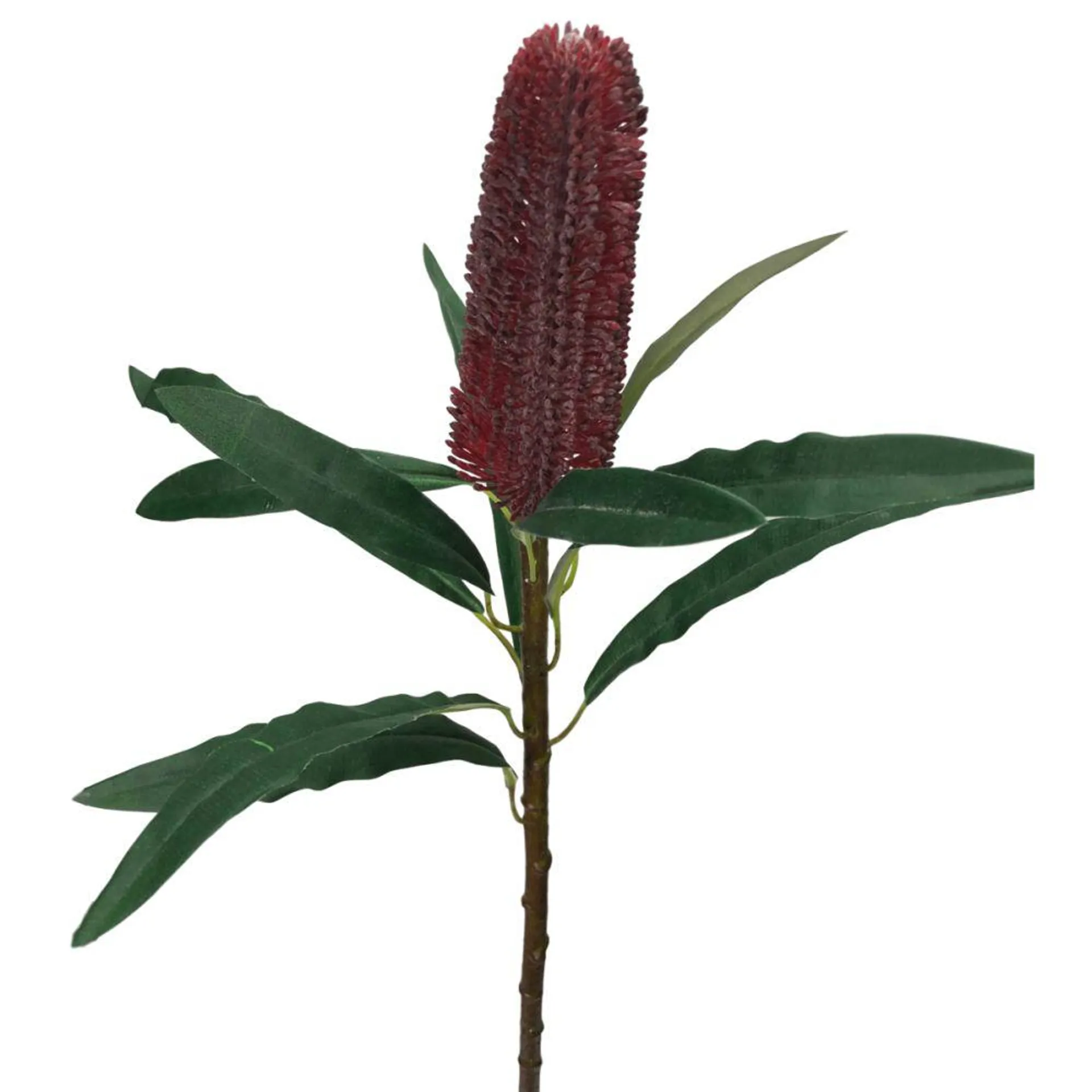 Banksia Stem 62cm