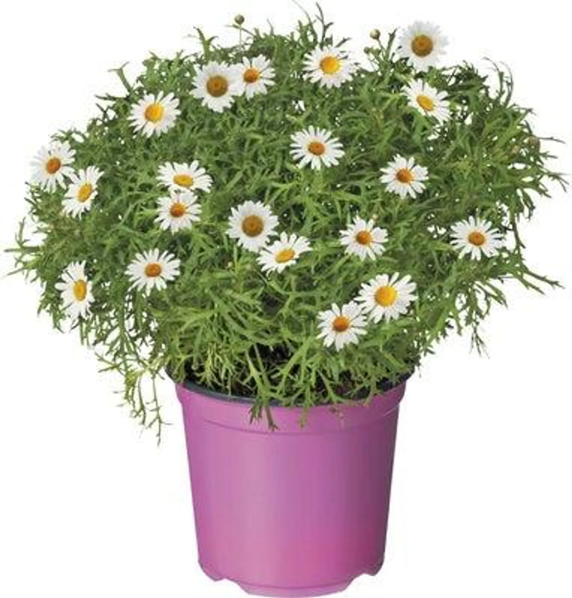 Struikmargriet (Argyranthemum frutescens) D 18 H 50 cm