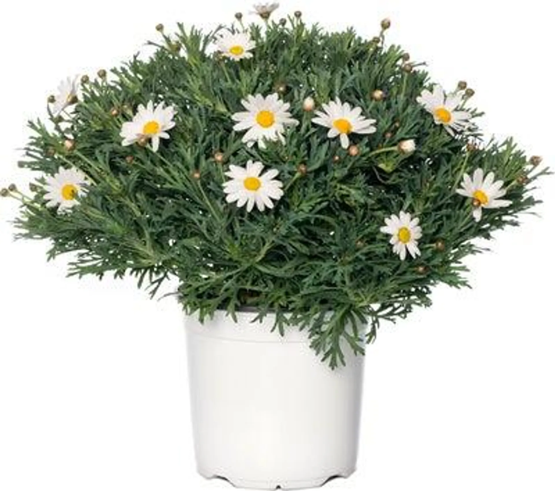 Struikmargriet (Argyranthemum frutescens) wit D 18 H 45 cm