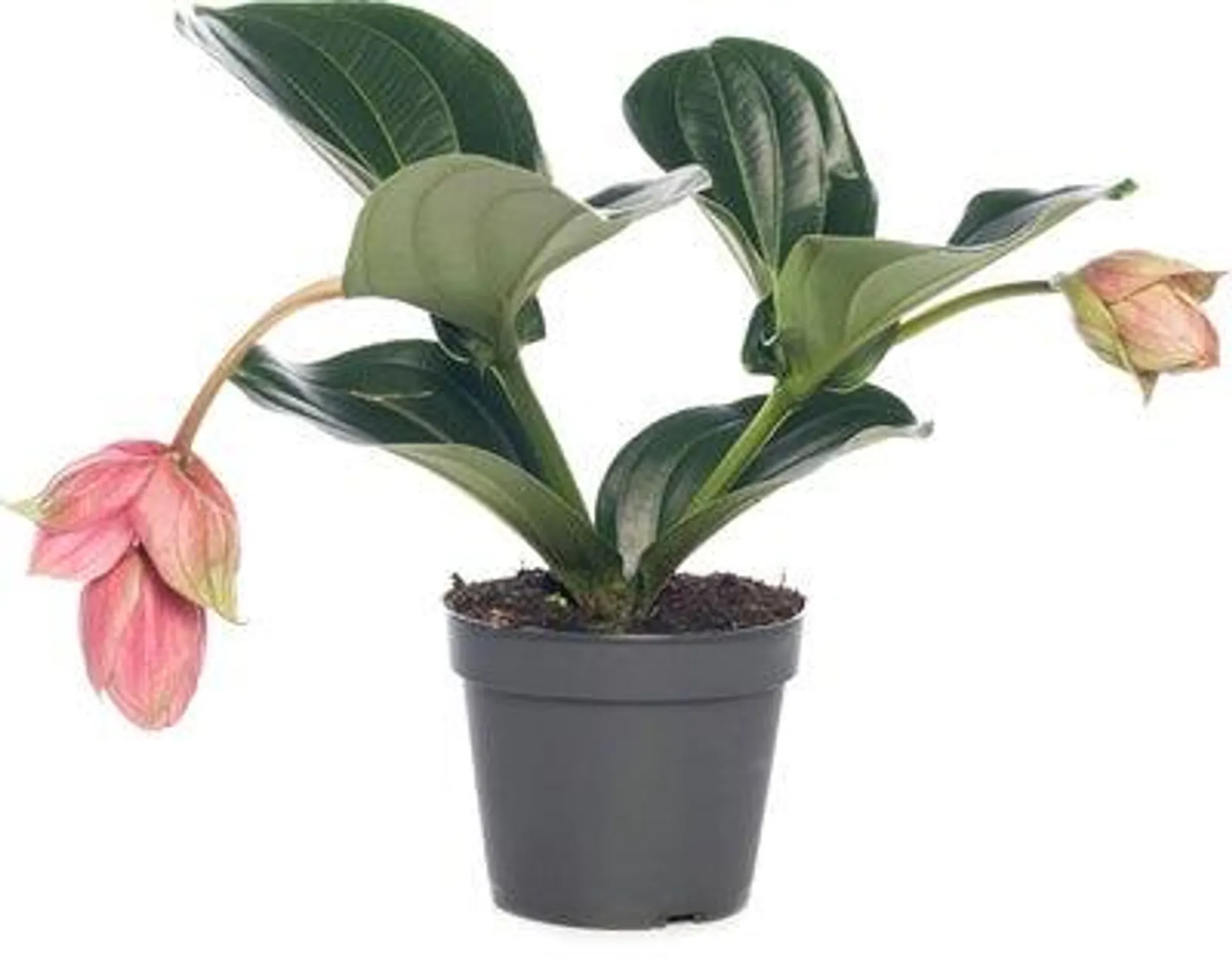 Medinilla (Medinilla magnifica 'Piccolini') D 14 H 35 cm