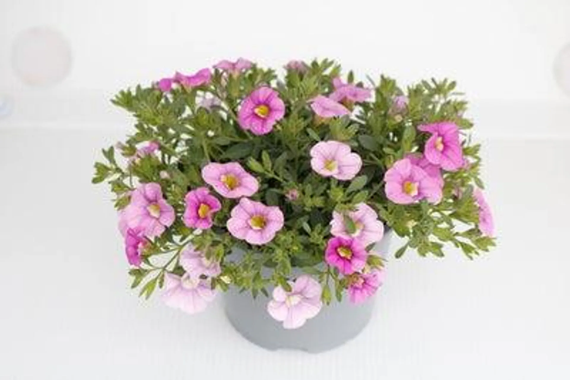 Minipetunia (Calibrachoa 'Cabaret Light Pink') D 13 H 10 cm