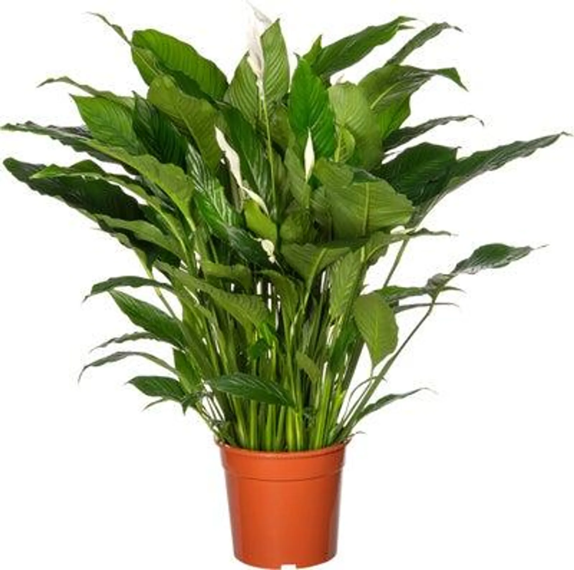 Lepelplant (Spathiphyllum 'Sweet Sebastiano') D 27 H 140 cm