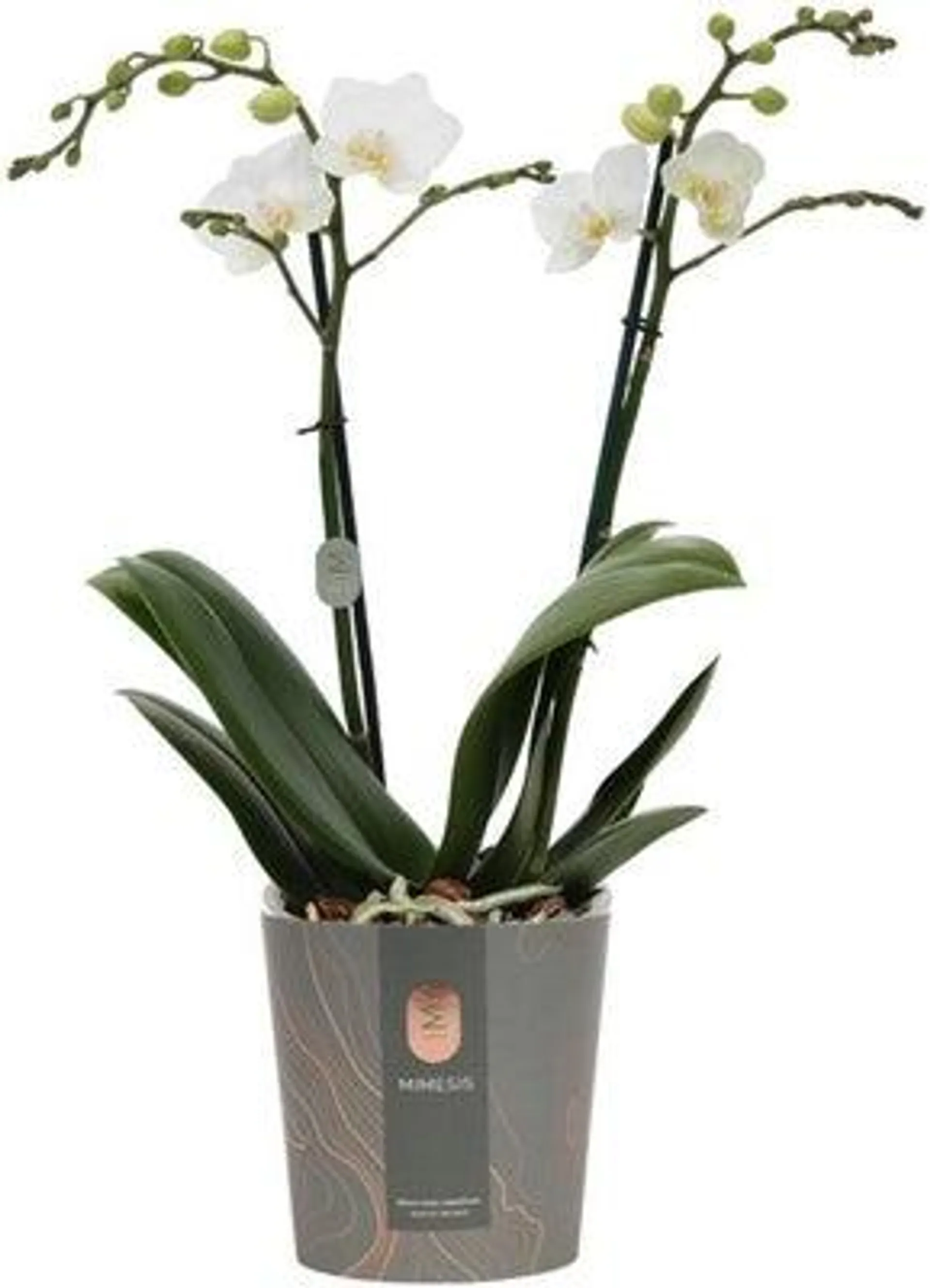 Vlinderorchidee 2 tak (Phalaenopsis multiflora) wit D 12 H 50 cm