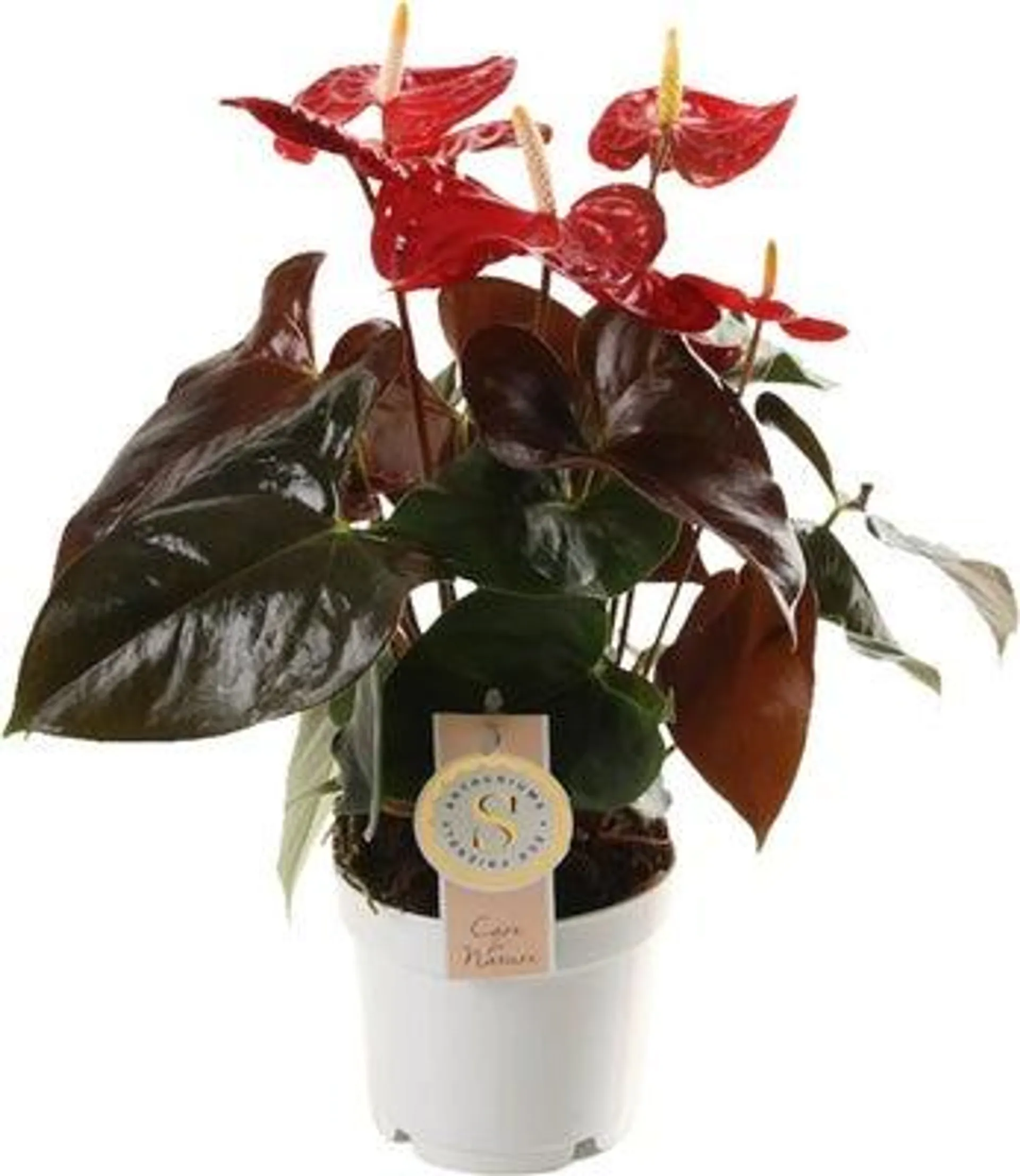 Flamingoplant (Anthurium andraeanum 'Coral Champion') D 12 H 40 cm