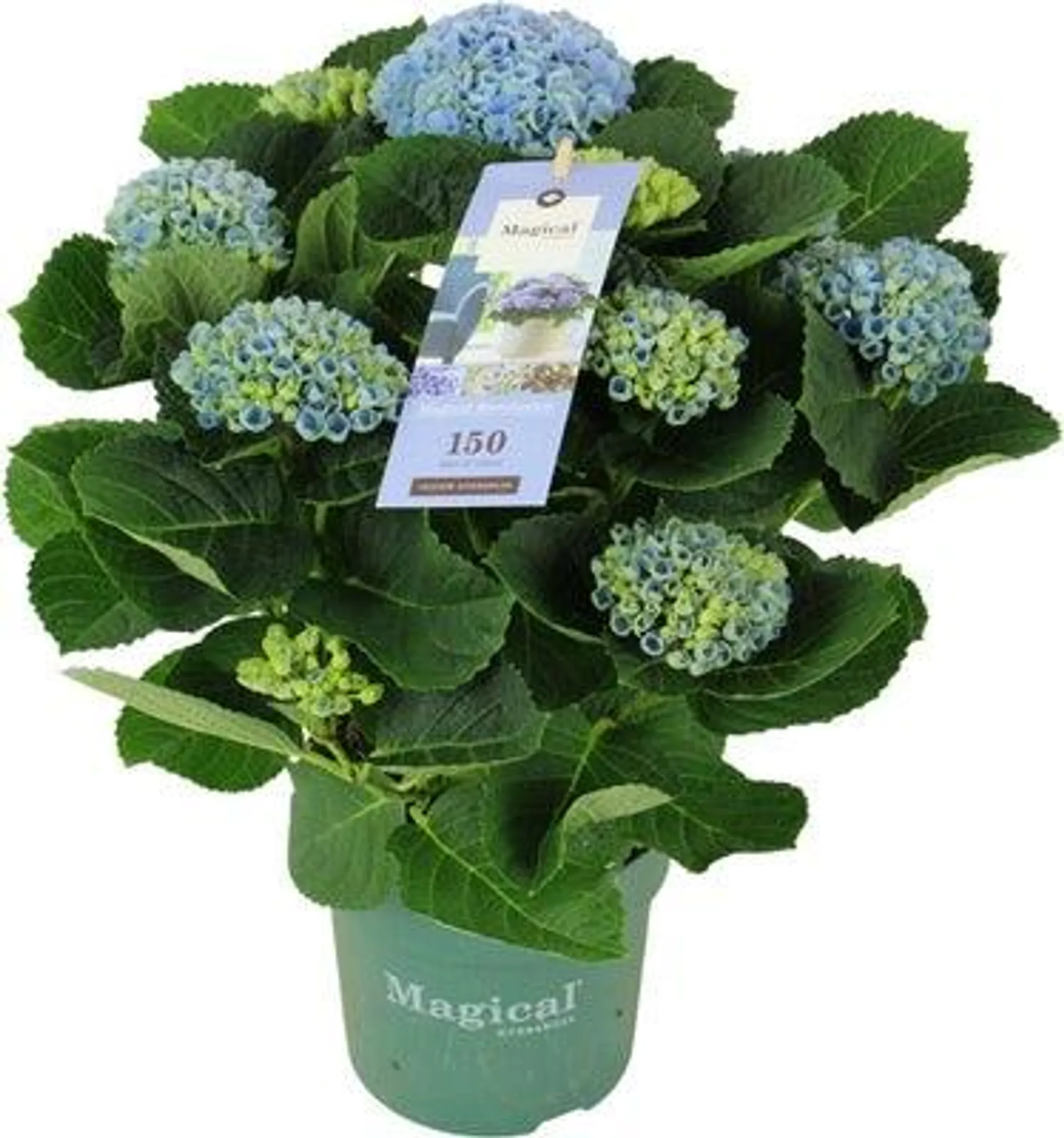 Hortensia (Hydrangea macrophylla 'Magical Revolution') D 14 H 35 cm