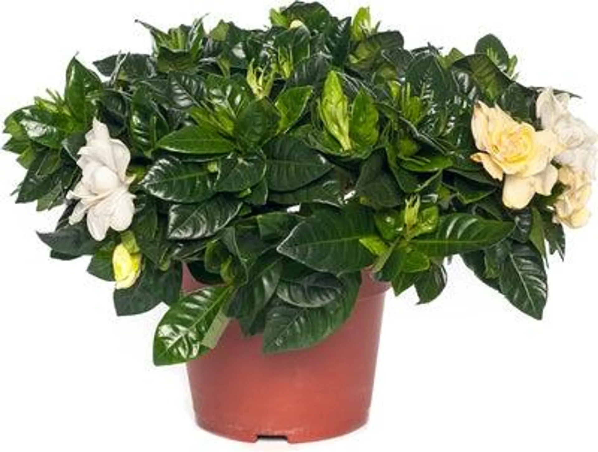 Kaapse Jasmijn (Gardenia jasminoides) D 13 H 25 cm