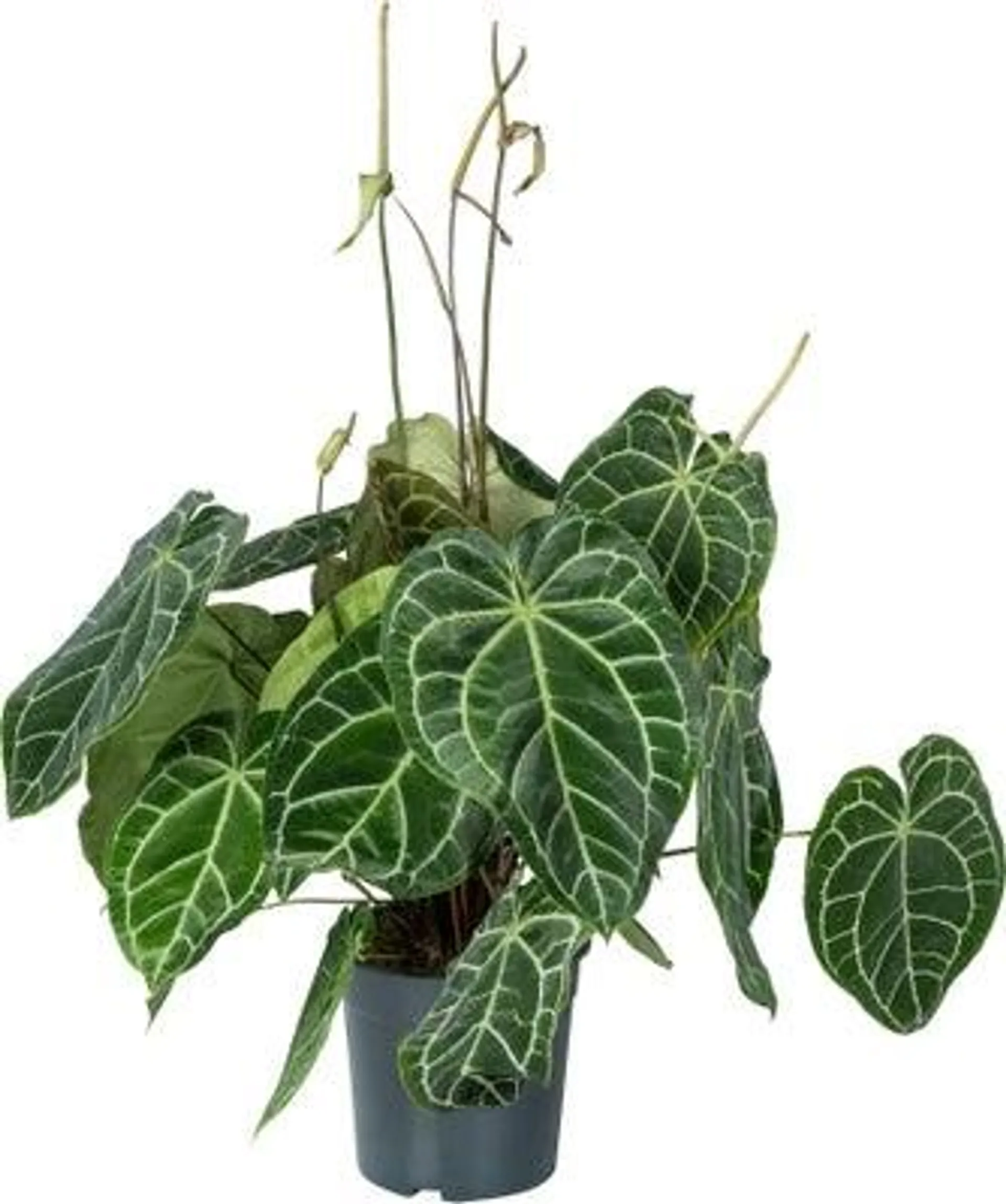 Aderplant (Anthurium crystallinum) D 27 H 90 cm