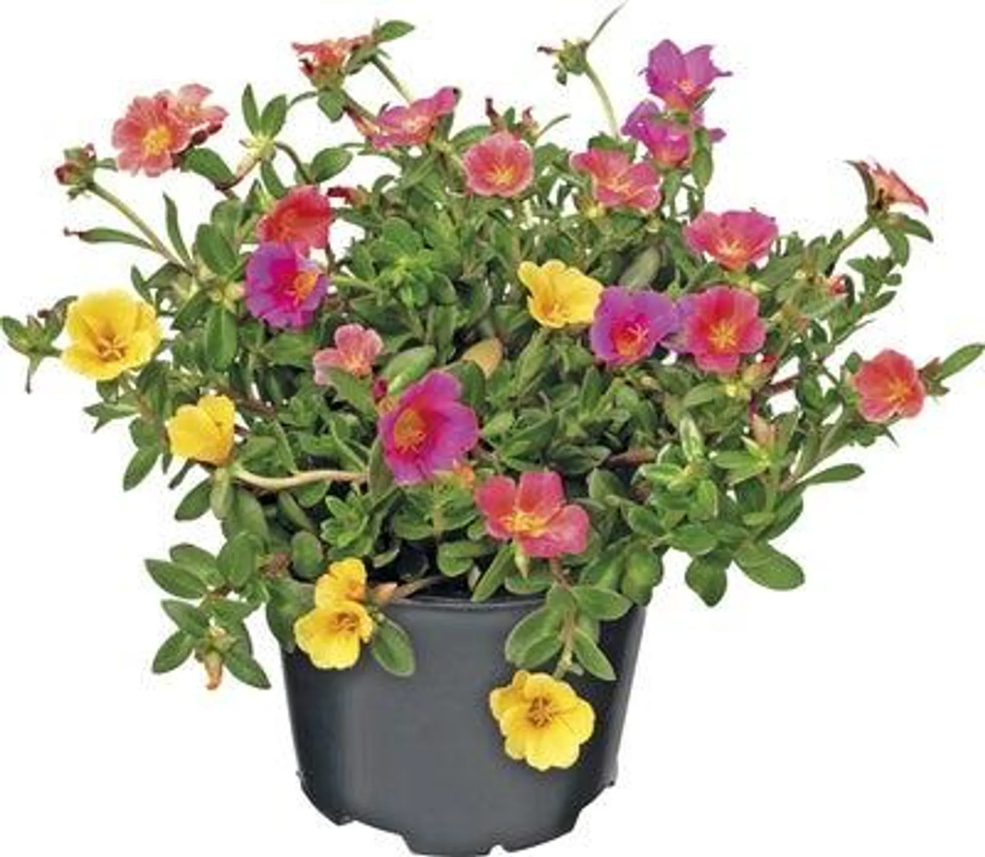 Portulak (Portulaca) D 12 H 15 cm