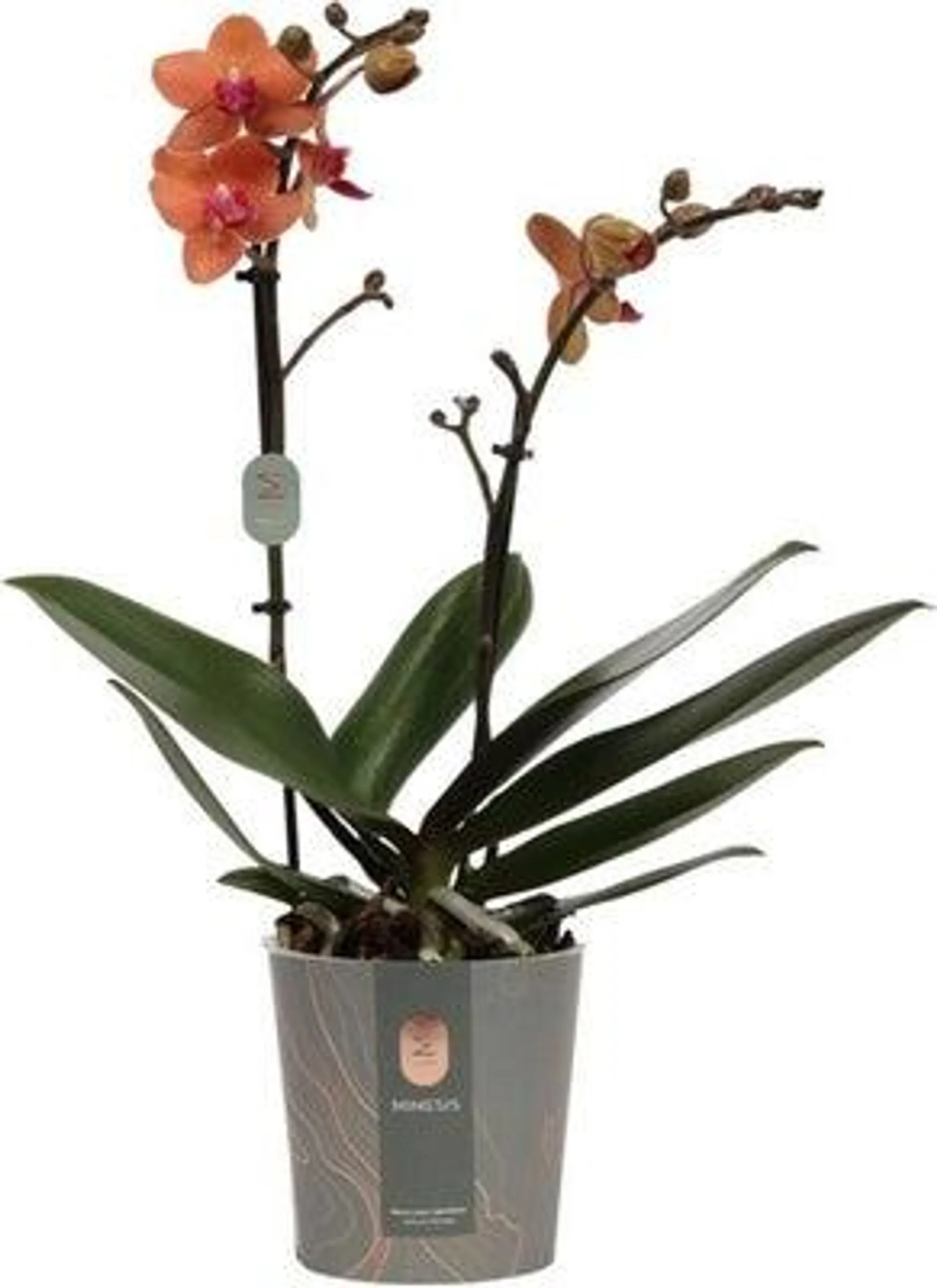 Vlinderorchidee 2 tak (Phalaenopsis multiflora) oranje D 12 H 50 cm