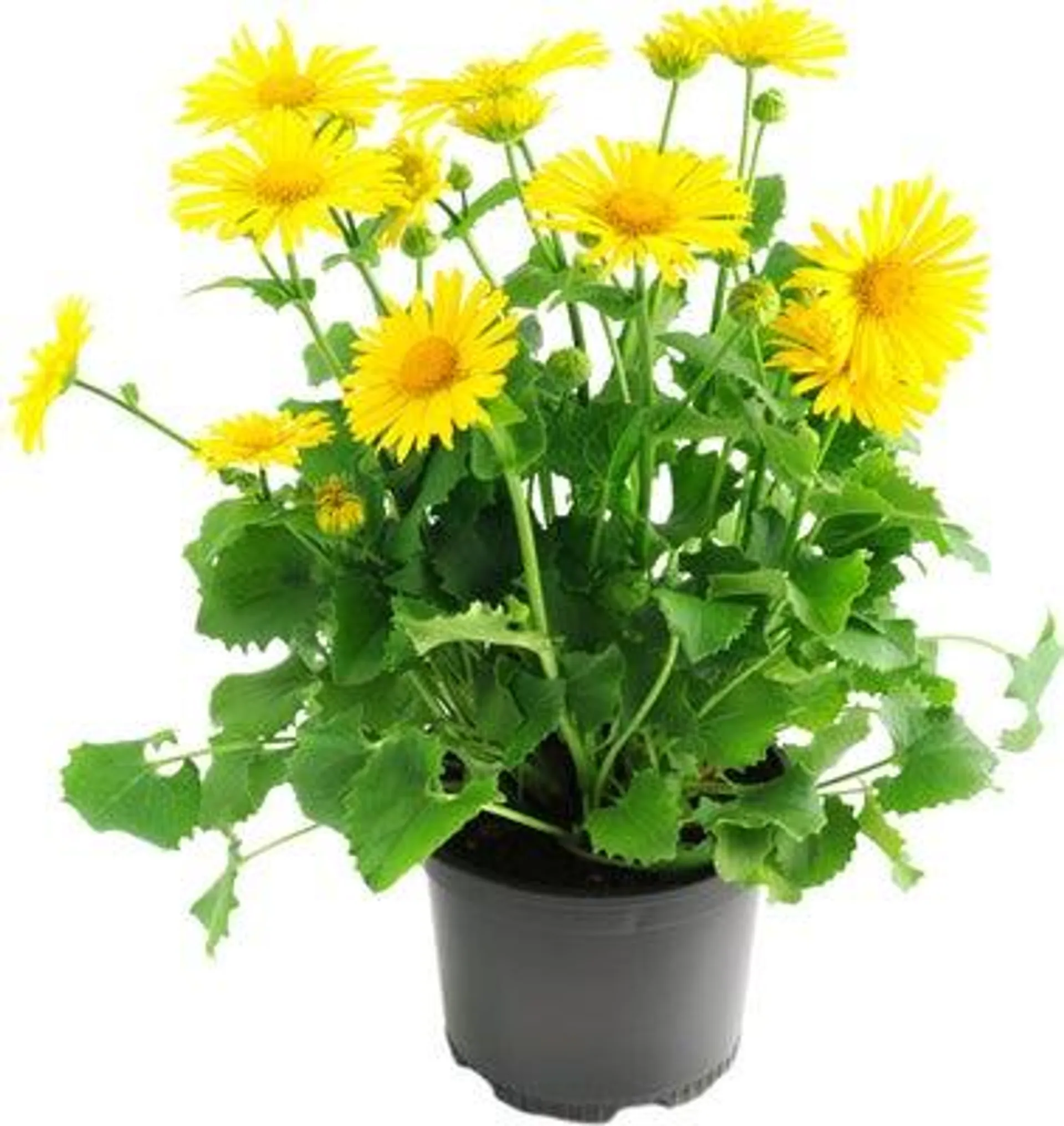 Voorjaarszonnebloempje (Doronicum) D 13 H 15 cm