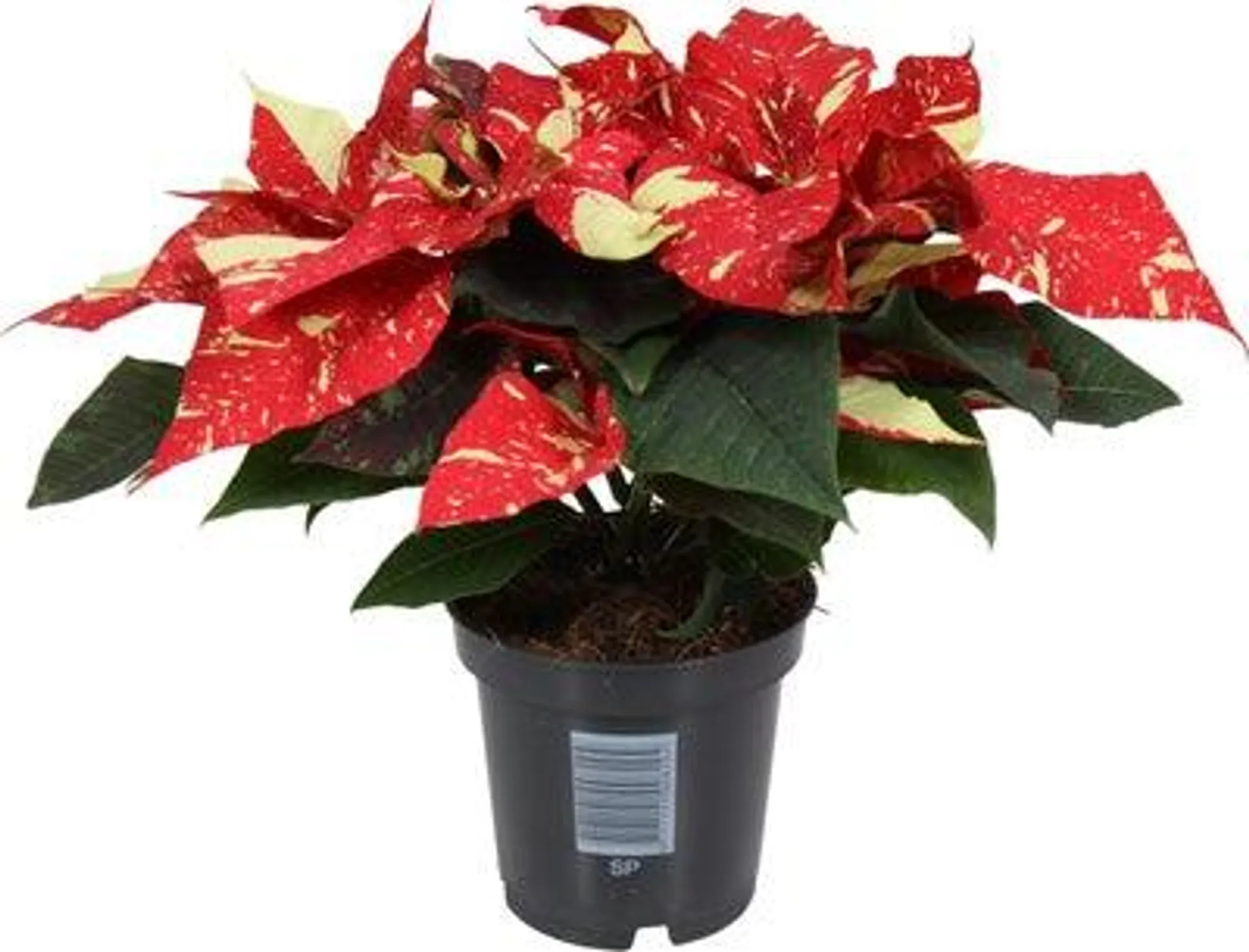 Kerstster (Euphorbia pulcherrima 'Superba New Glitter') D 10,5 H 25 cm