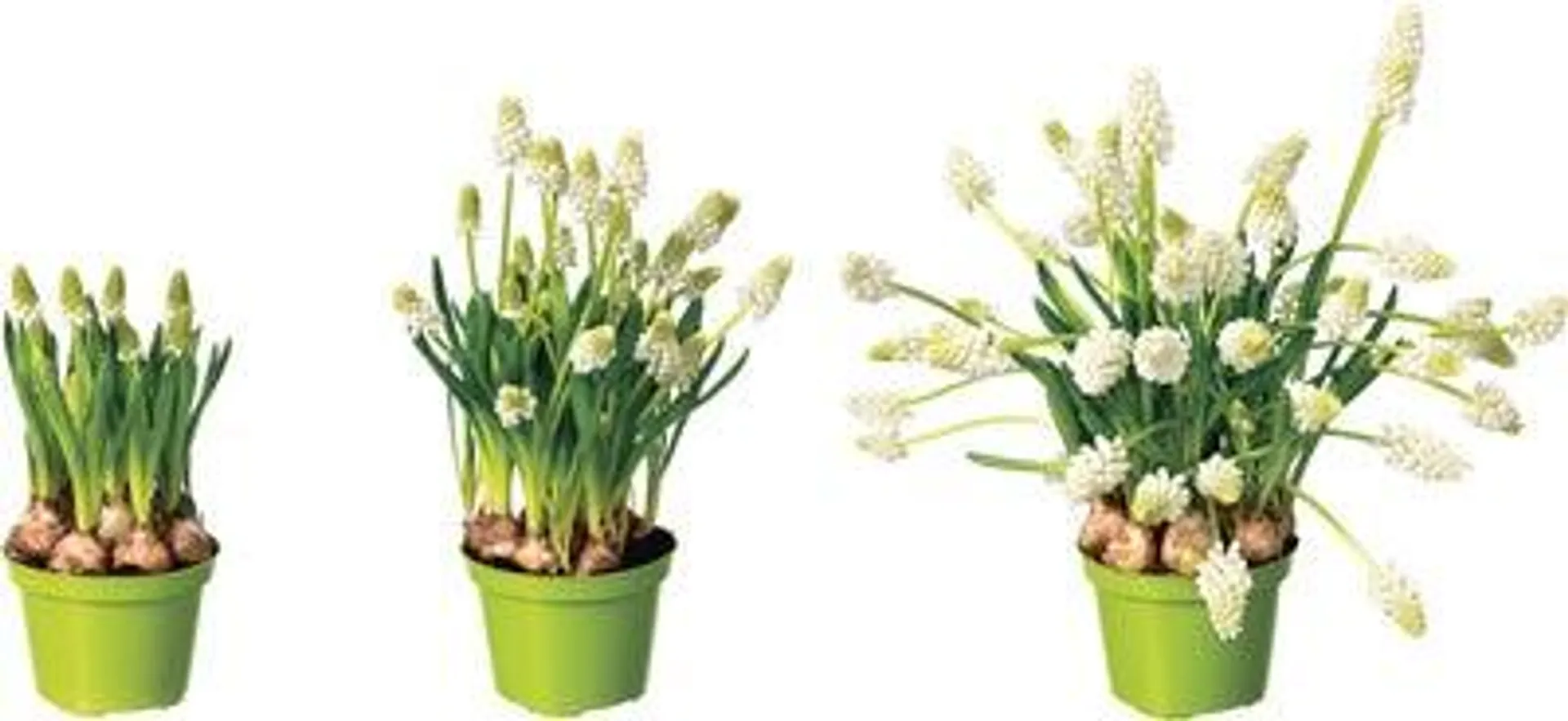 Blauw druifje (Muscari 'White Magic') D 9 H 11 cm