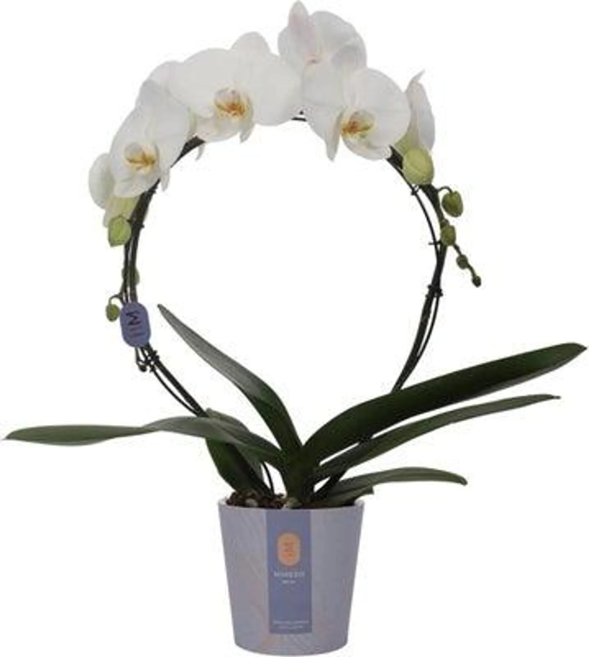 Vlinderorchidee boog 2 tak (Phalaenopsis 'Moon White') D 12 H 45 cm