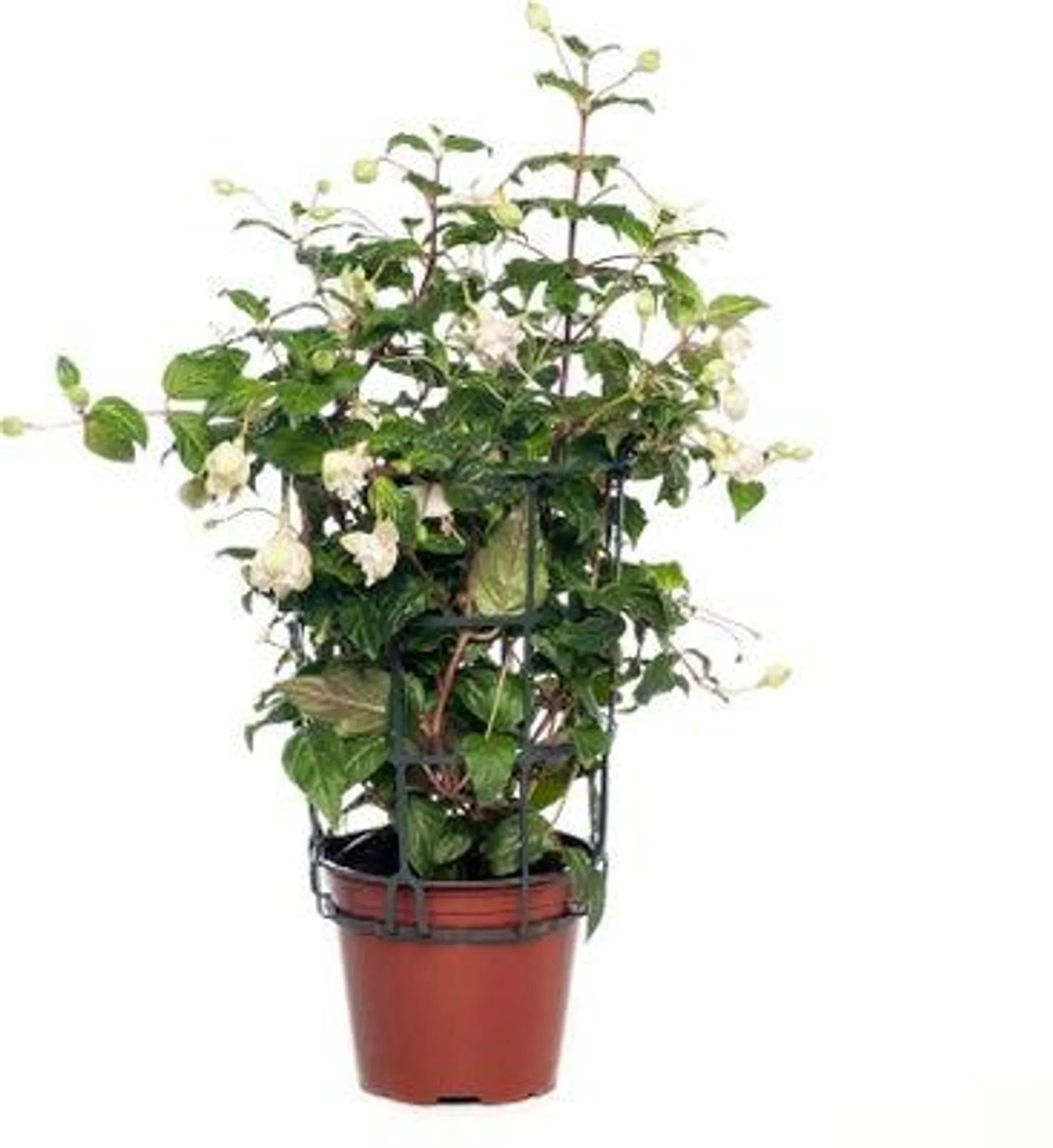 Bellenplant hang (Fuchsia) D 10,5 H 16 cm