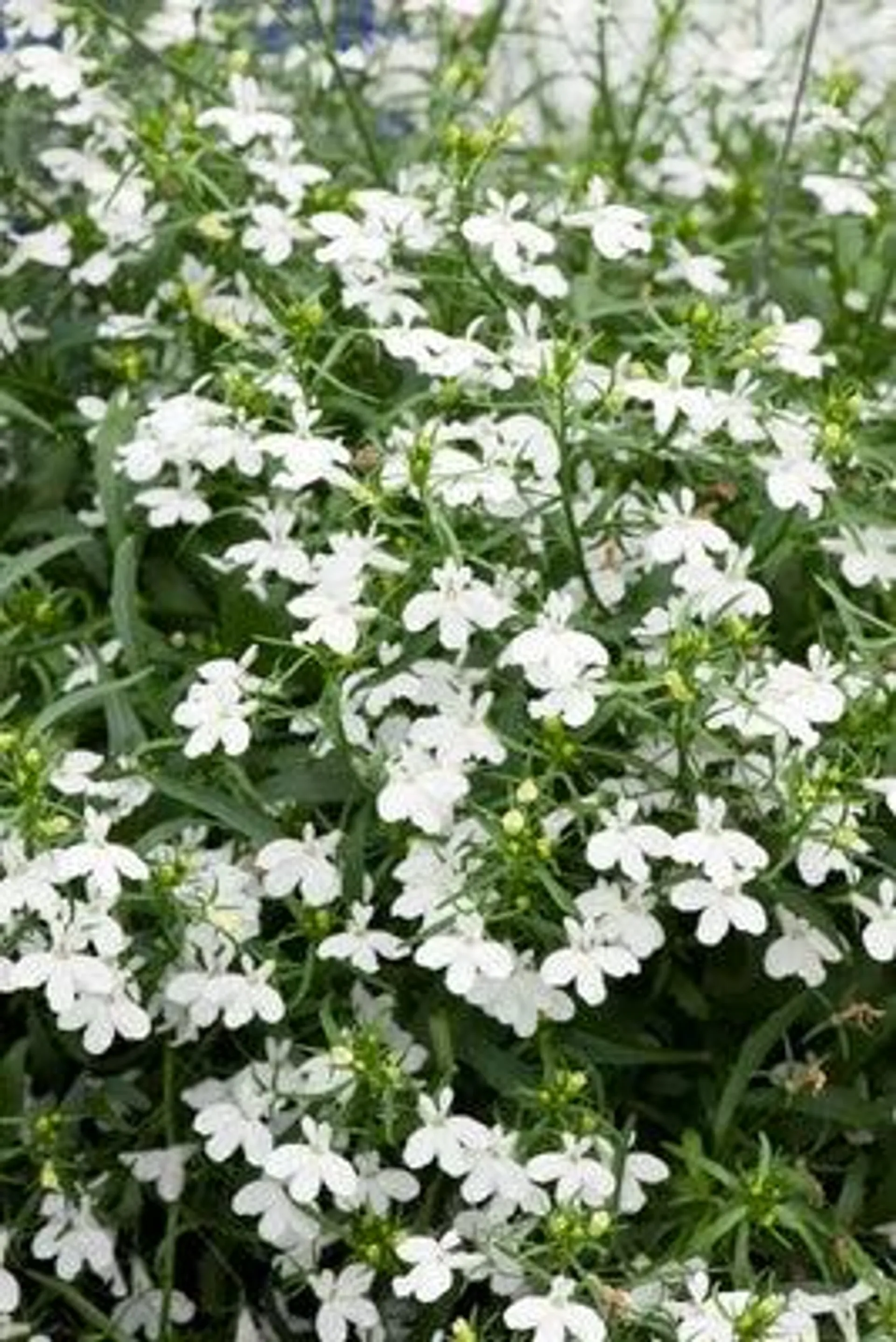 Lobelia (Lobelia erinus) D 9 H 15 cm