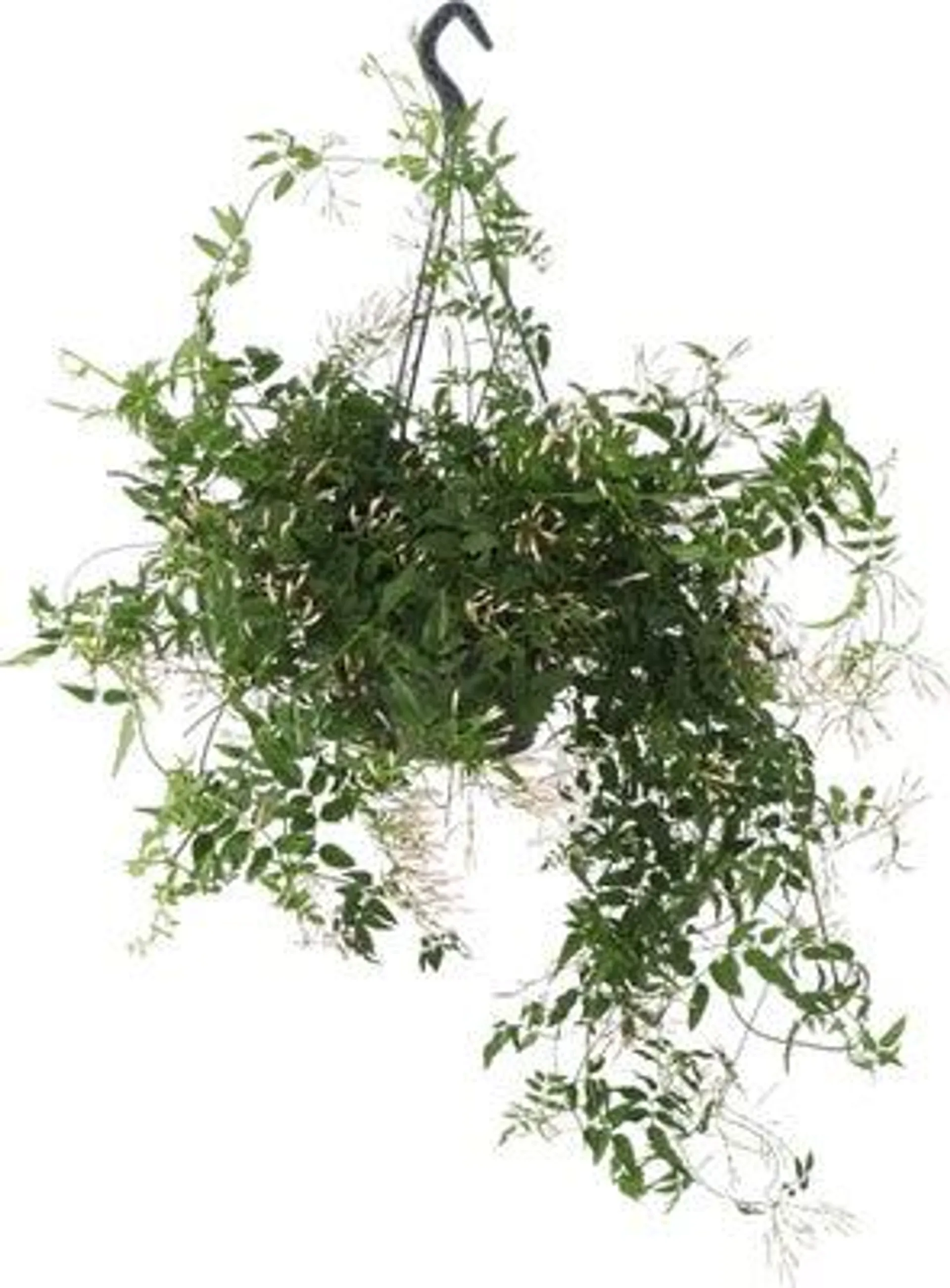 Jasmijn in hangpot (Jasminum polyanthum) D 17 H 50 cm