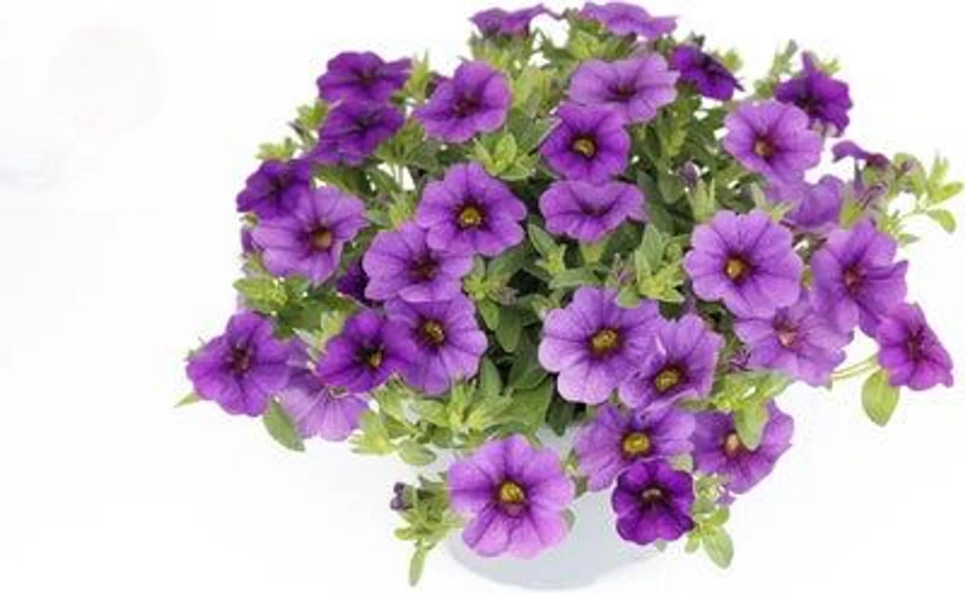 Minipetunia (Calibrachoa) donker blauw D 13 H 10 cm