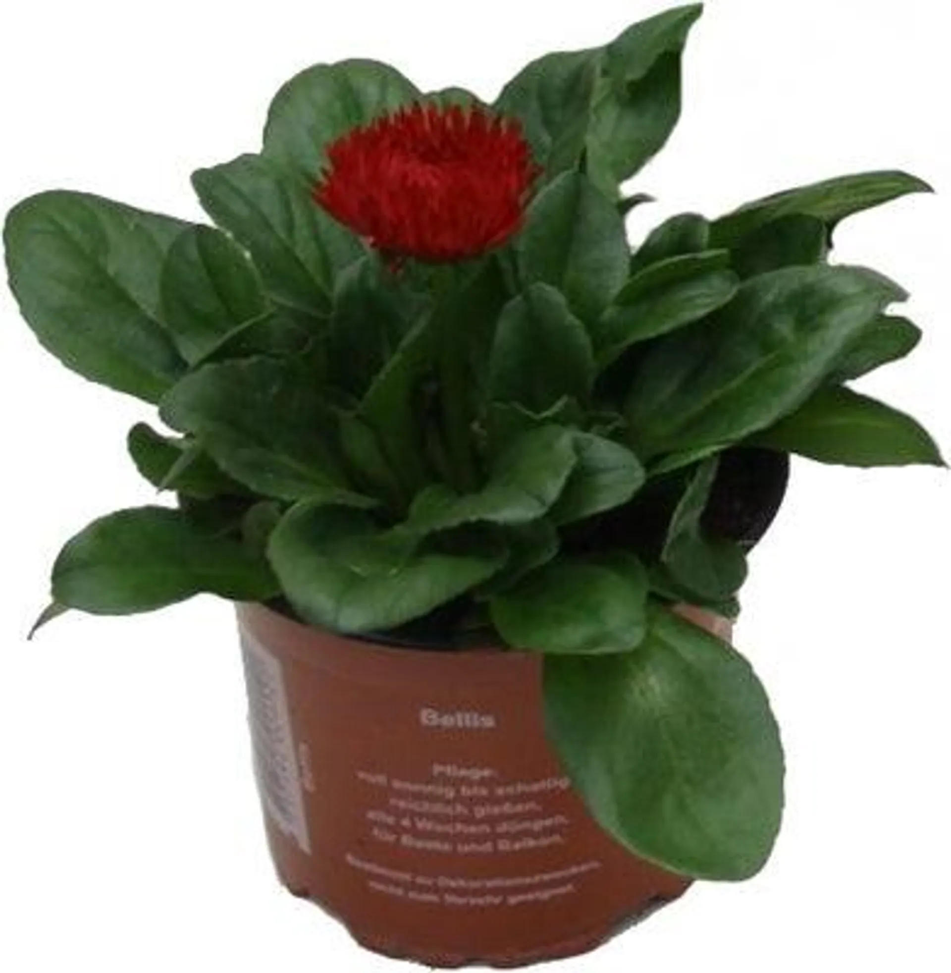 Madeliefje (Bellis perennis 'Roggli Red') D 10,5 H 15 cm