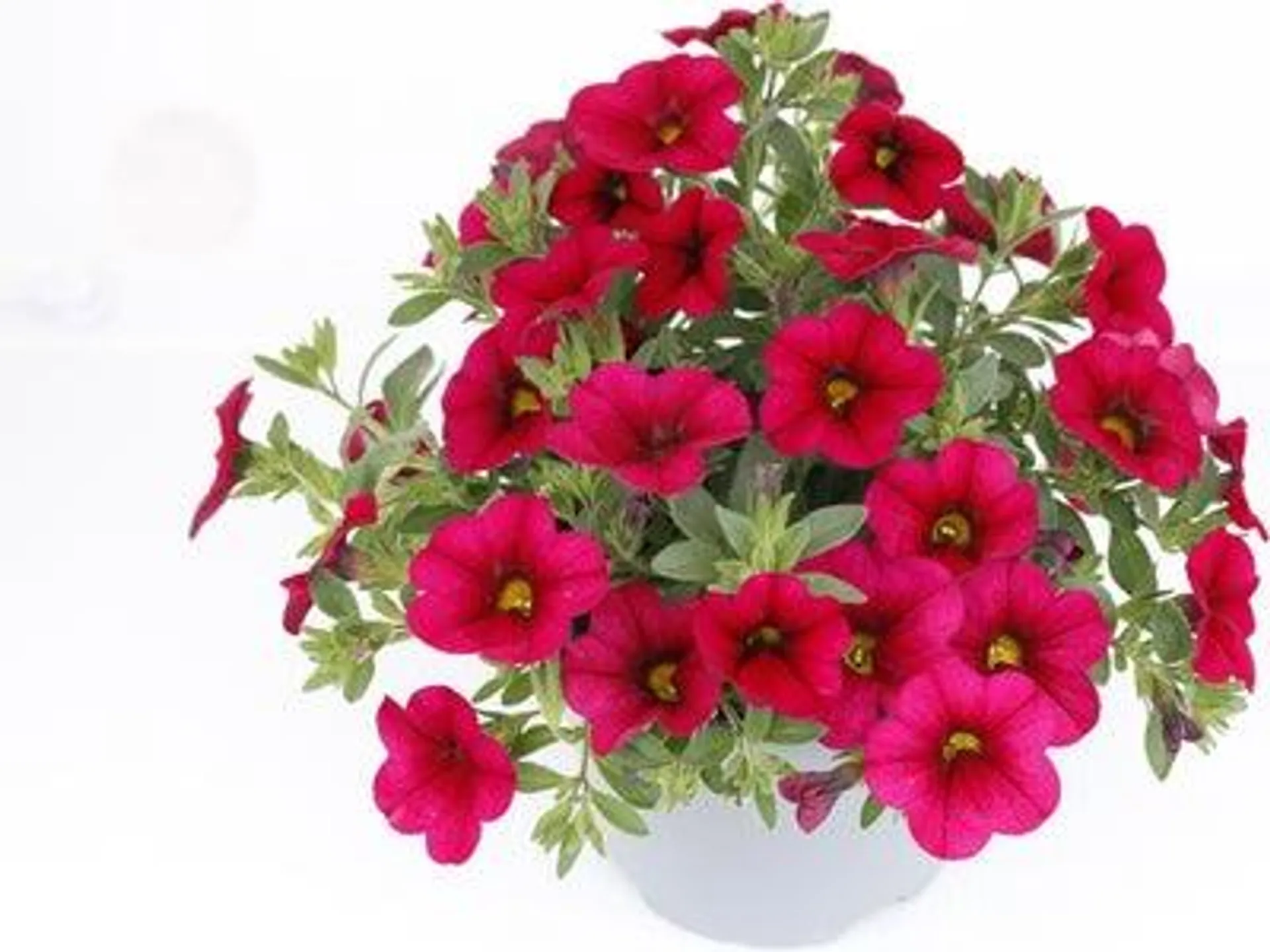 Minipetunia (Calibrachoa 'Cabaret Dark Rose') D 13 H 10 cm