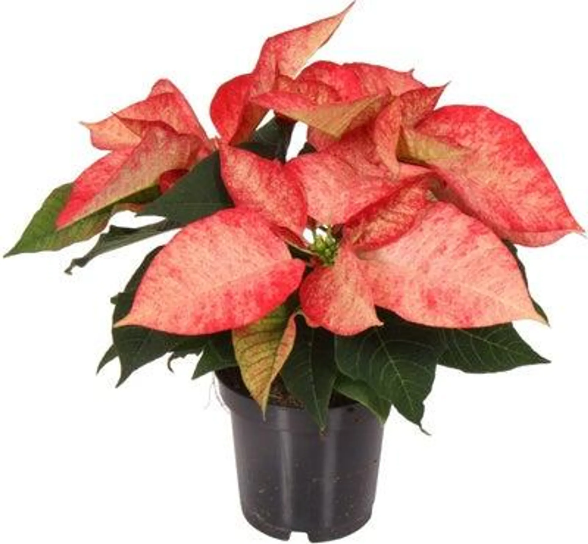 Kerstster (Euphorbia pulcherrima 'Ice Crystal') D 10,5 H 25 cm