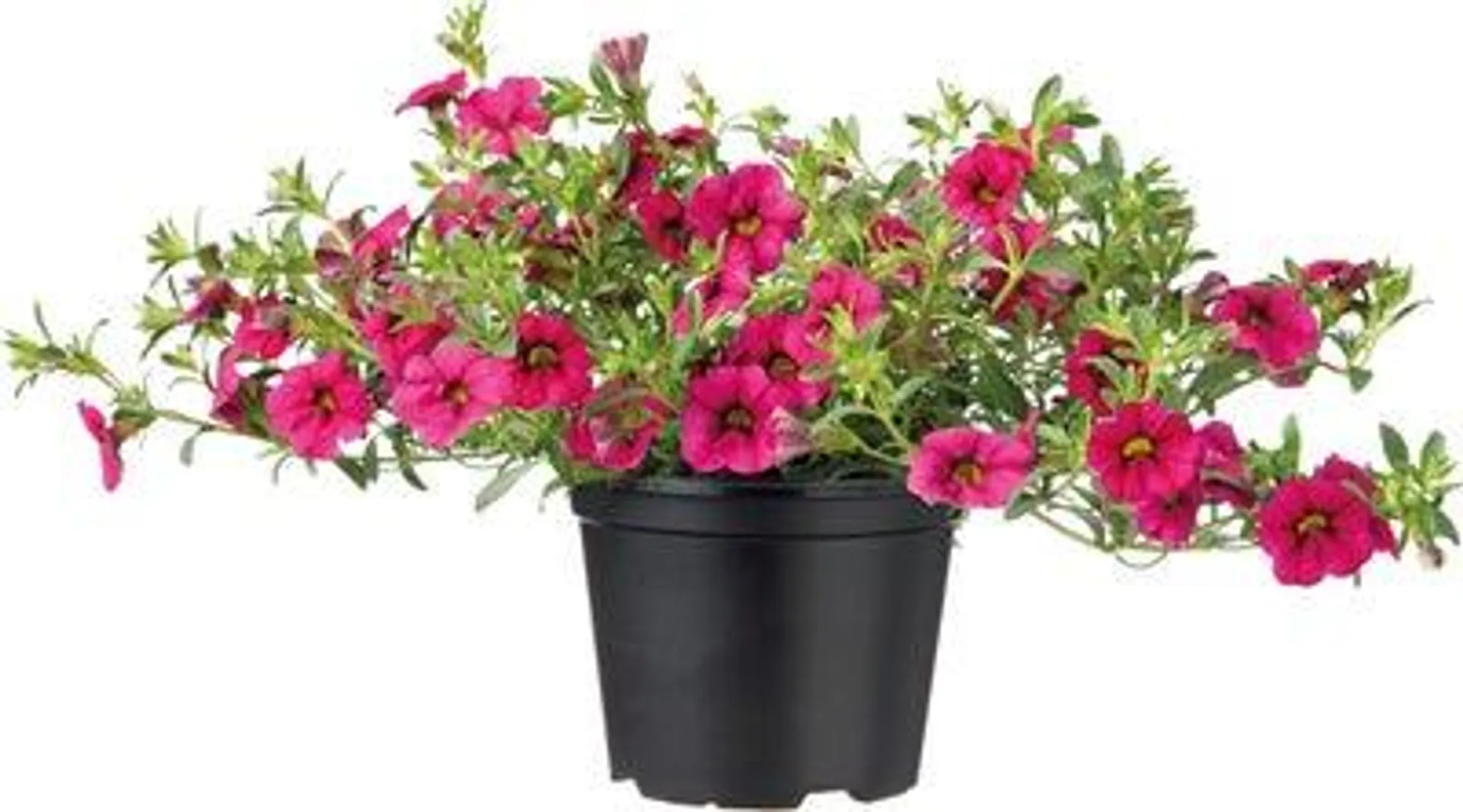 Minipetunia (Calibrachoa) D 13 H 20 cm