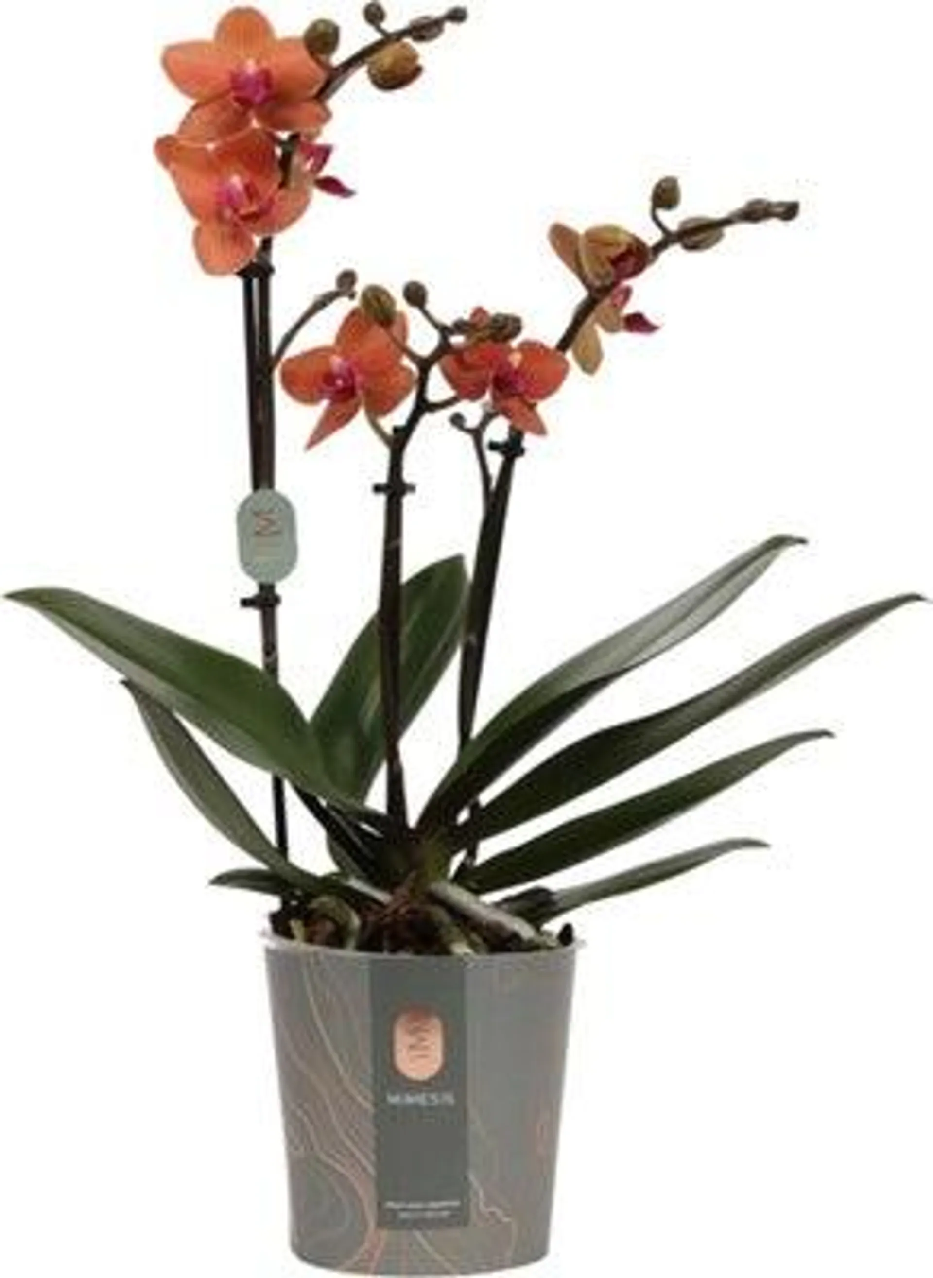 Vlinderorchidee 3 tak (Phalaenopsis multiflora) oranje D 12 H 50 cm