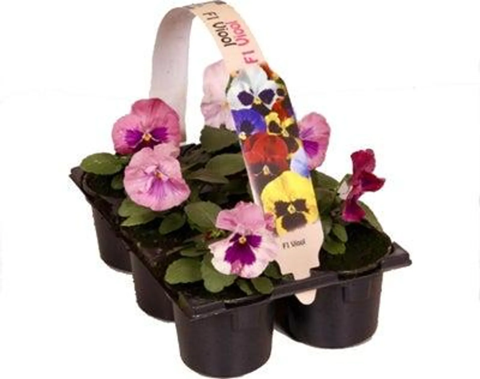 Viooltje (Viola F1) six-pack lavendel D 9 H 10 cm