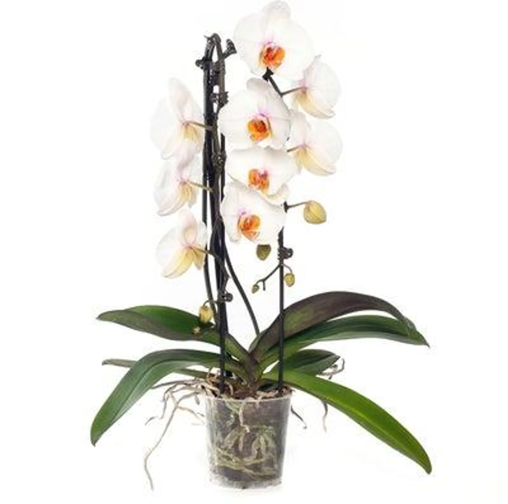 Vlinderorchidee 2 tak cascade vorm (Phalaenopsis) wit D 12 H 55 cm