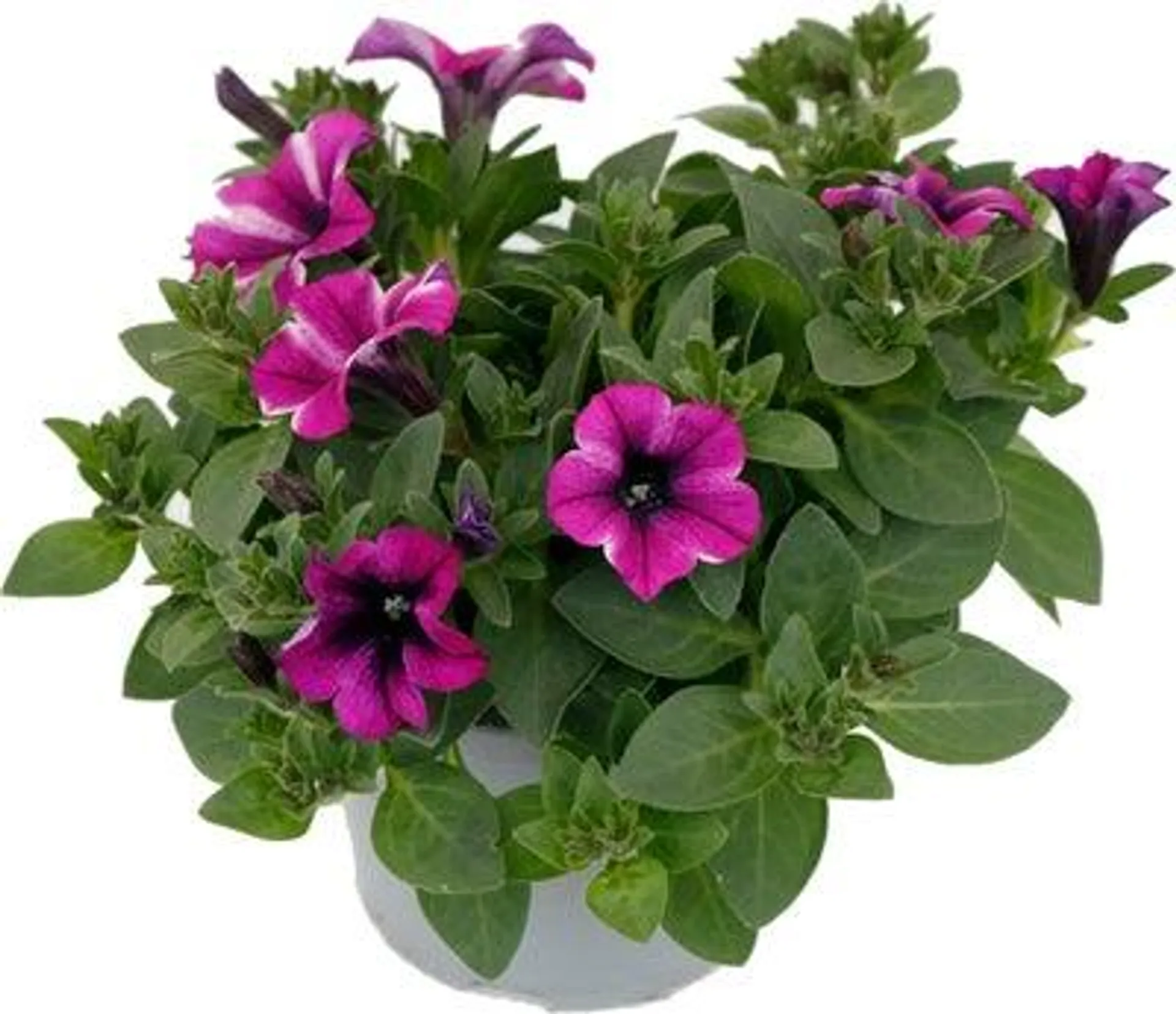 Petunia (Petunia 'Viva Rose Stardust') D 13 H 15 cm