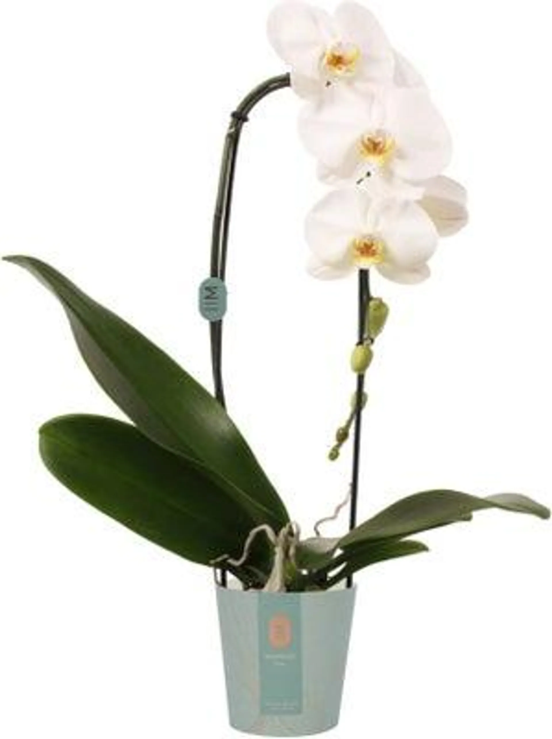 Vlinderorchidee cascade 1 tak (Phalaenopsis 'Tokyo') D 12 H 60 cm