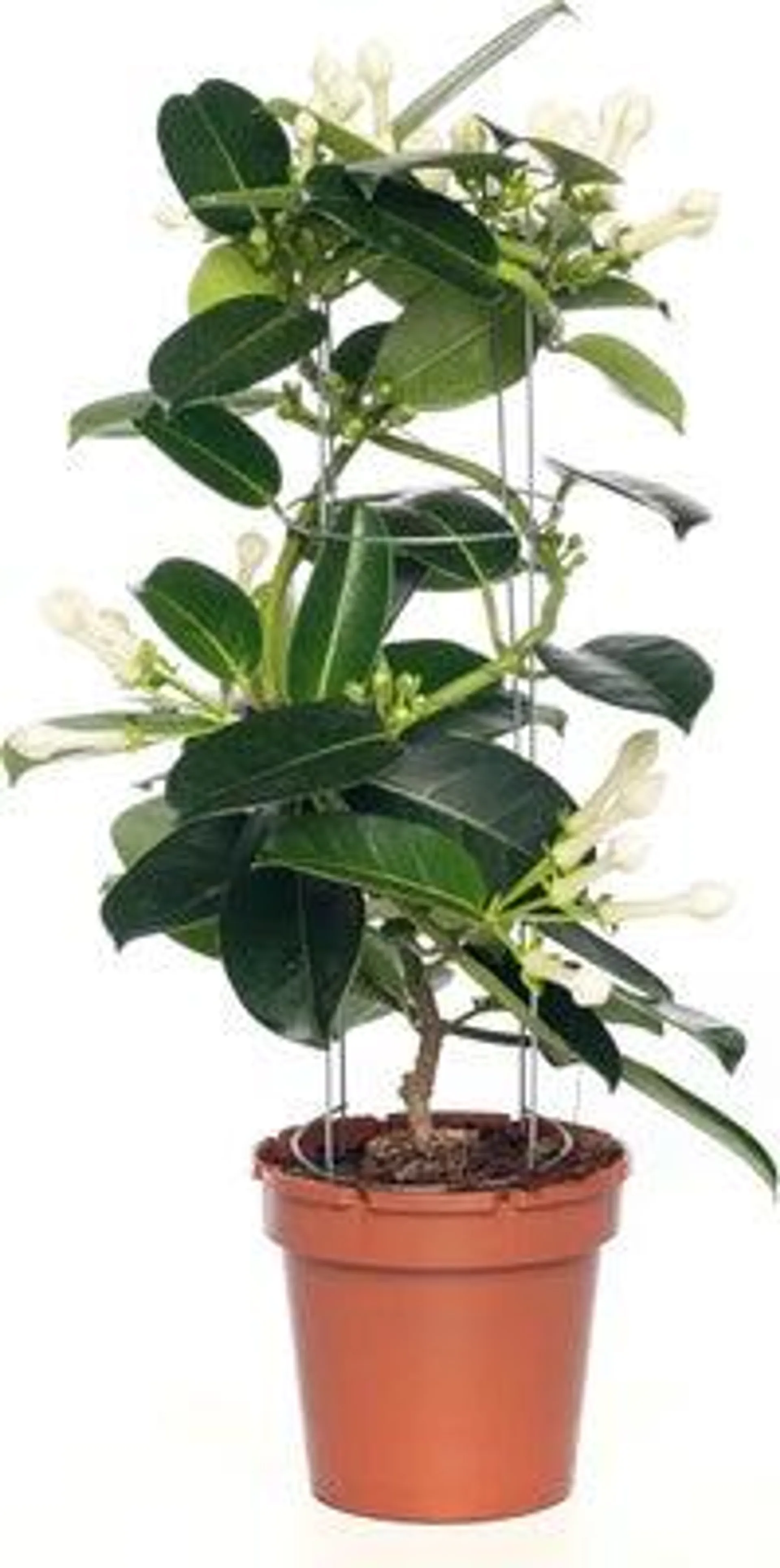 Bruidsbloem (Stephanotis floribunda) D 12 H 45 cm